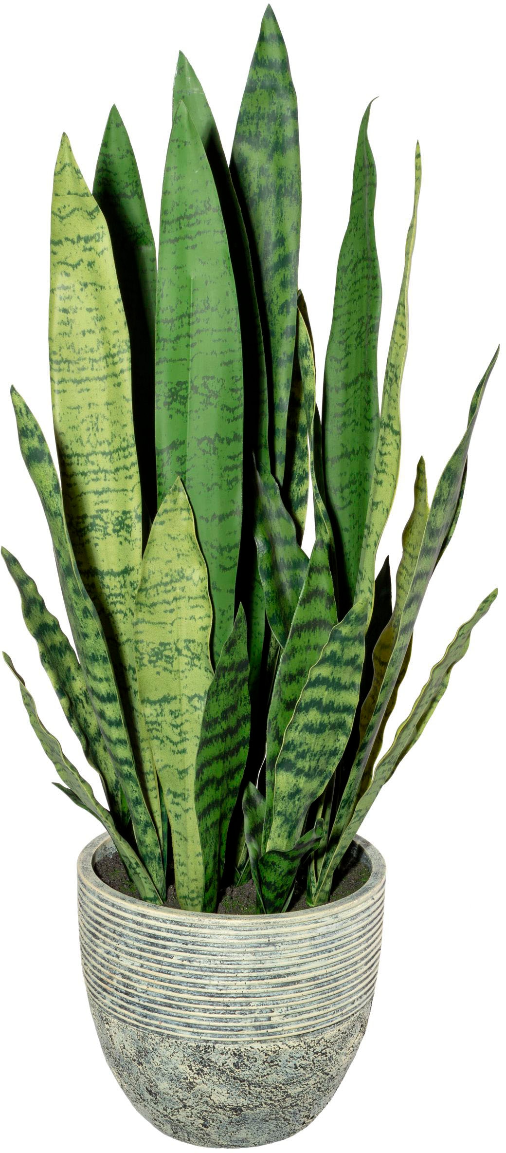 Creativ green Künstliche Zimmerpflanze »Sanseveria« auf Raten bestellen