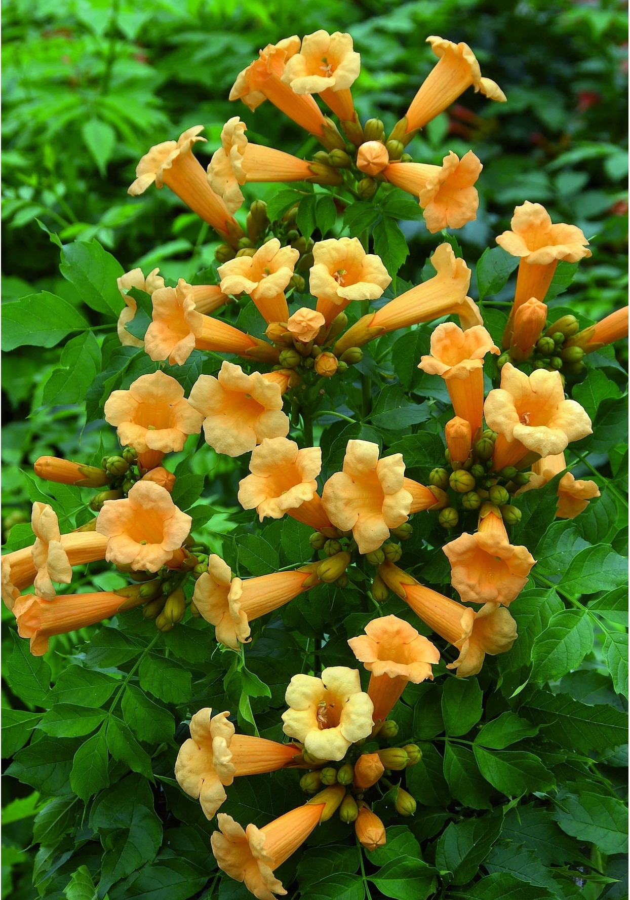 BCM Gehölze »Trompetenblume 'Yellow Trumpet'«, (2 St.), Klettertrompete-Set: 2 Pflanzen kaufen