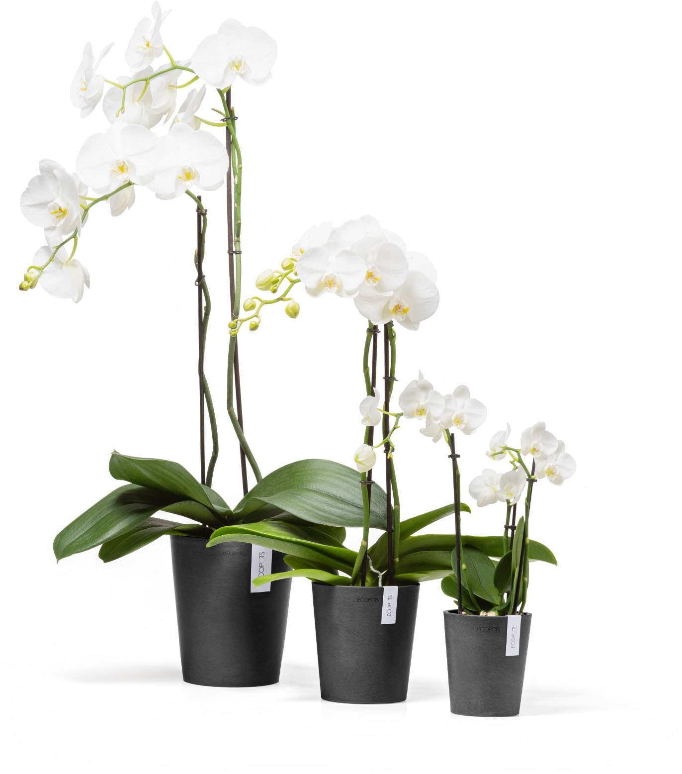 ECOPOTS Blumentopf »Morinda Orchidee 17 Dunkelgrau« für den Innenbereich