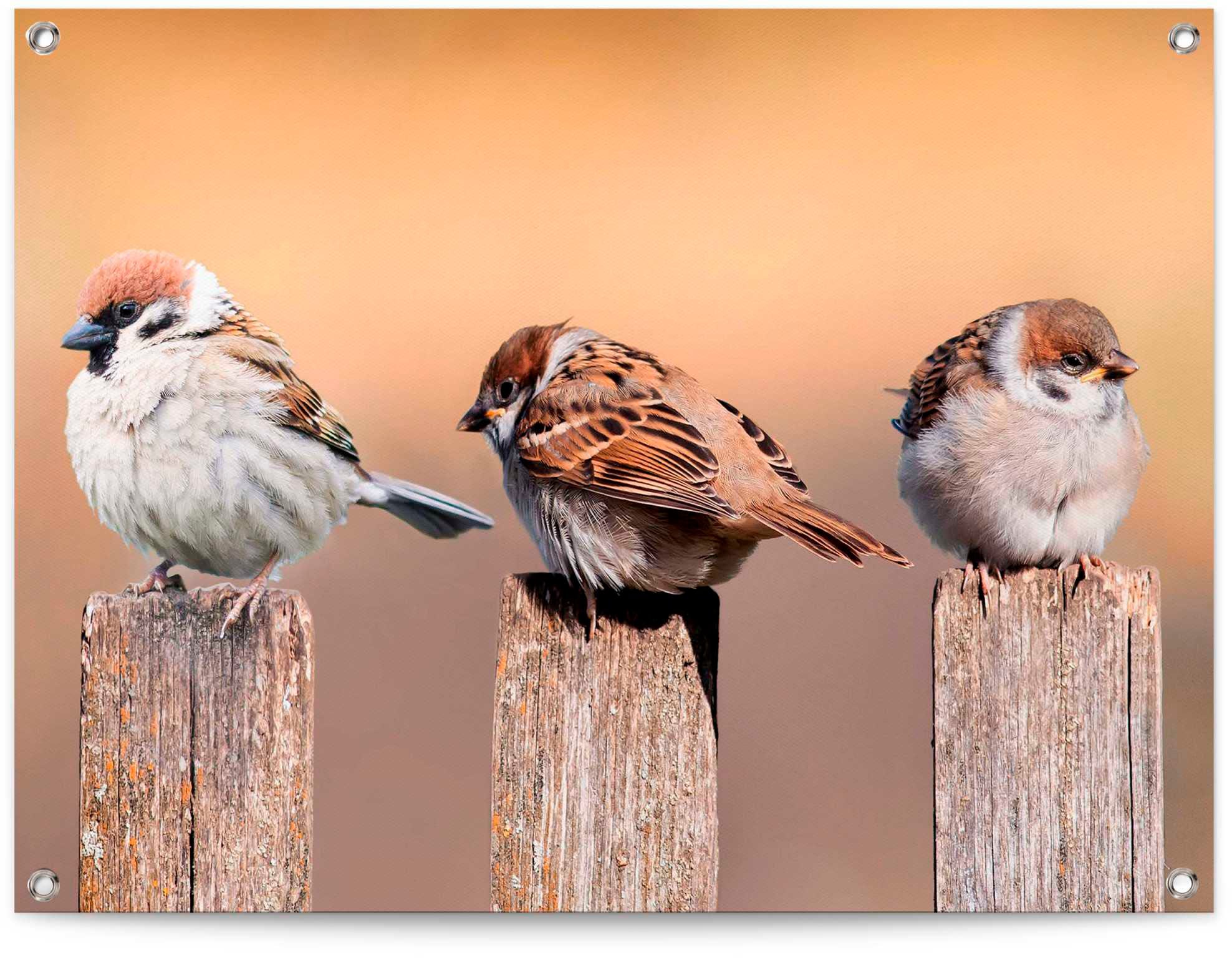 Reinders! Poster »Vogelfamilie« günstig online kaufen