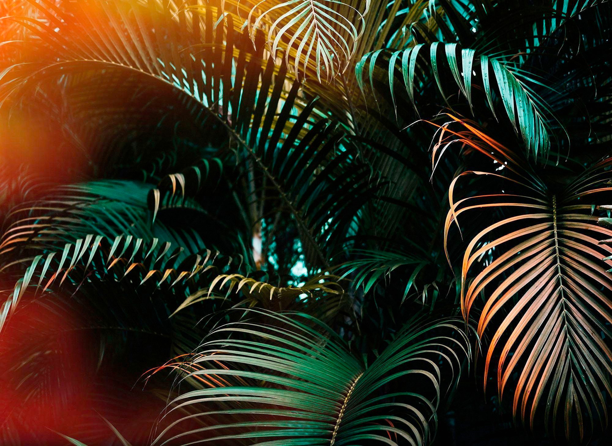 living walls Fototapete »Jungle Vlies«, 350 x 255 cm günstig online kaufen