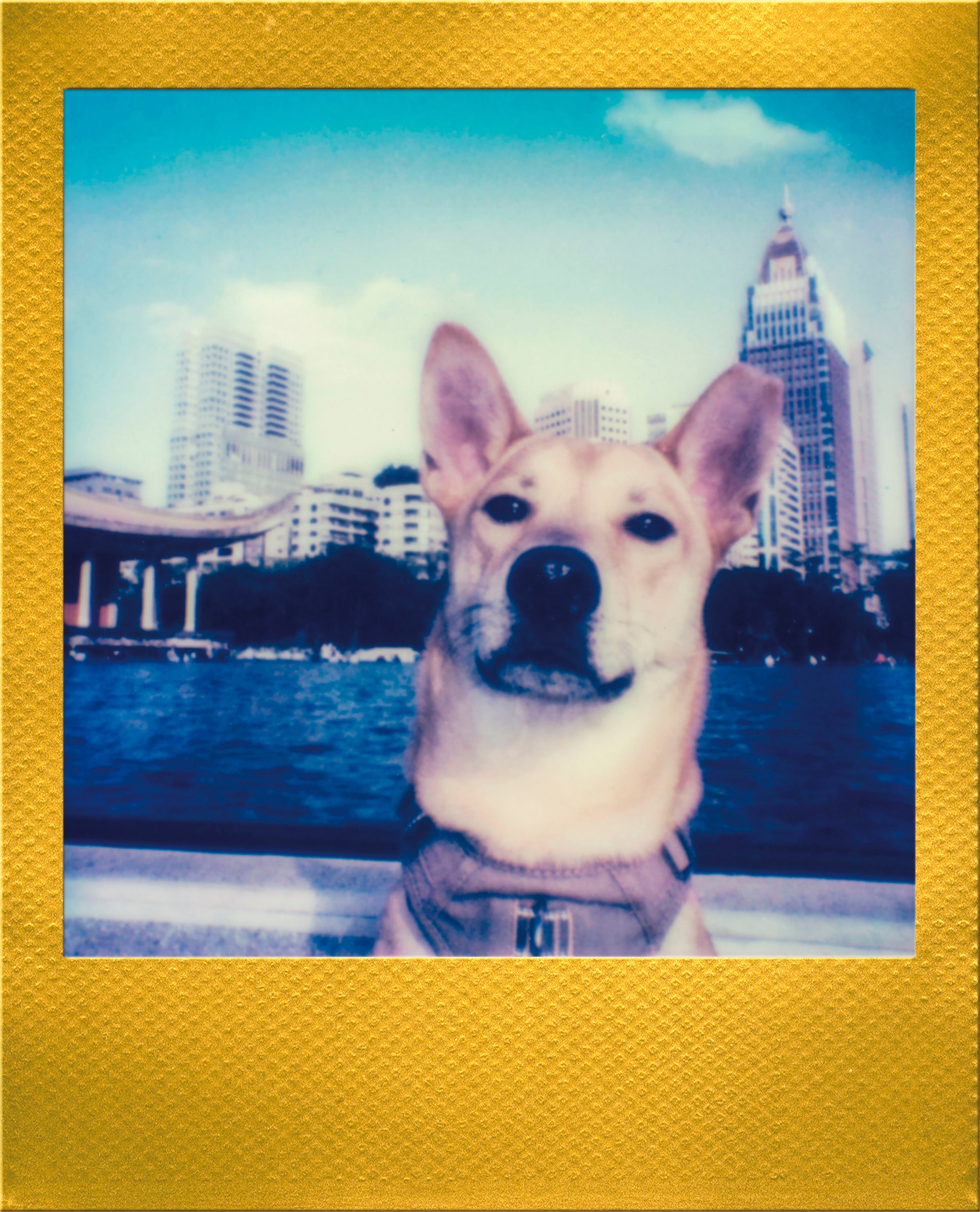 Polaroid Sofortbildfilm »Go Film Pack 2x8 Aufnahmen«