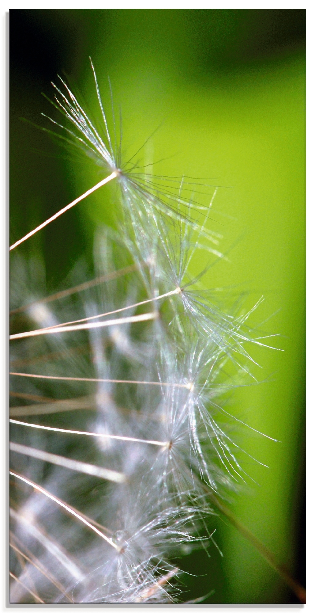 Artland Glasbild »Pusteblumesamen«, Blumen, (1 St.), in verschiedenen Größe günstig online kaufen