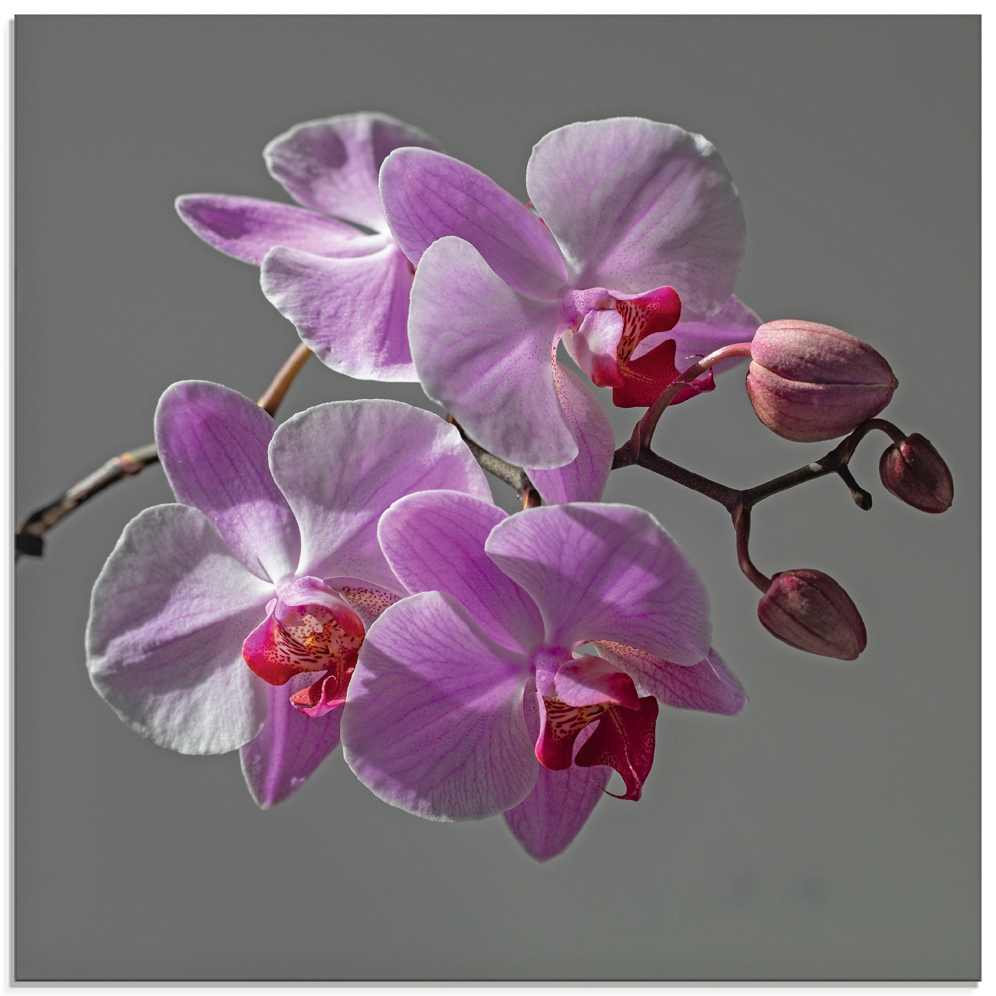 Artland Glasbild »Orchideentraum«, Blumen, (1 St.), in verschiedenen Größen günstig online kaufen