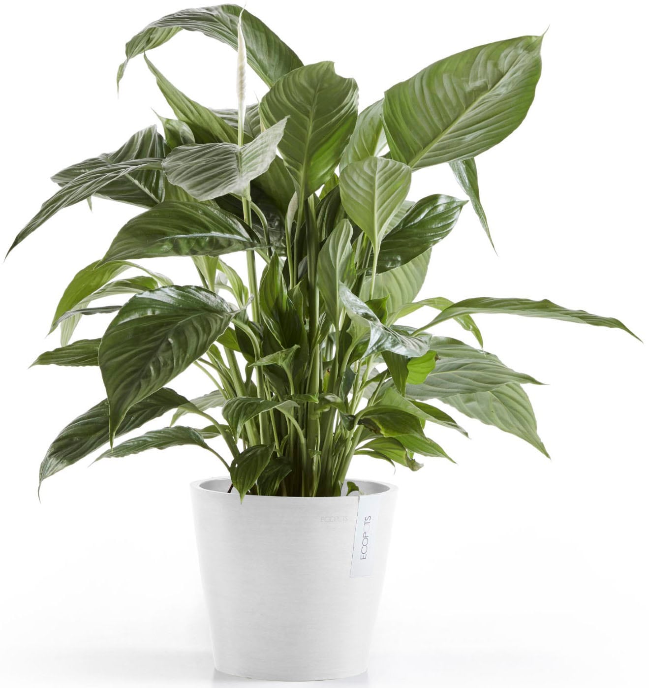 ECOPOTS Blumentopf »Amsterdam 20 Weiß« für innen und außen: frostsicher, bruchsicher und lichtbeständig