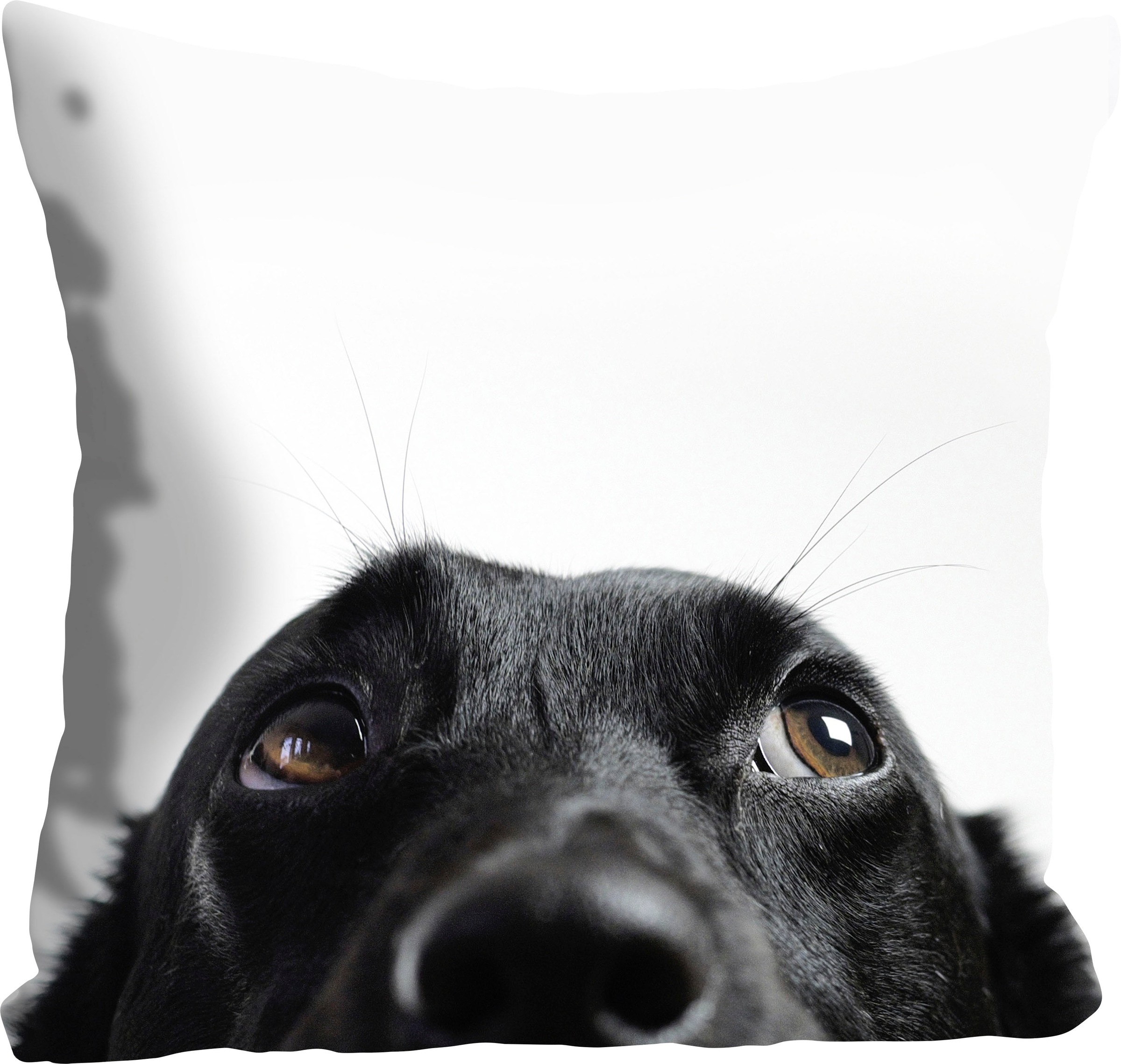 queence Dekokissen »Labby«, Kissenhülle,Weißer Hintergrund,Labrador,Hund,Ti günstig online kaufen