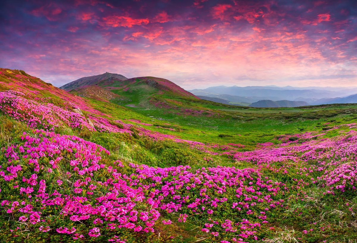 Papermoon Fototapete »Rhododendron Blumen« günstig online kaufen