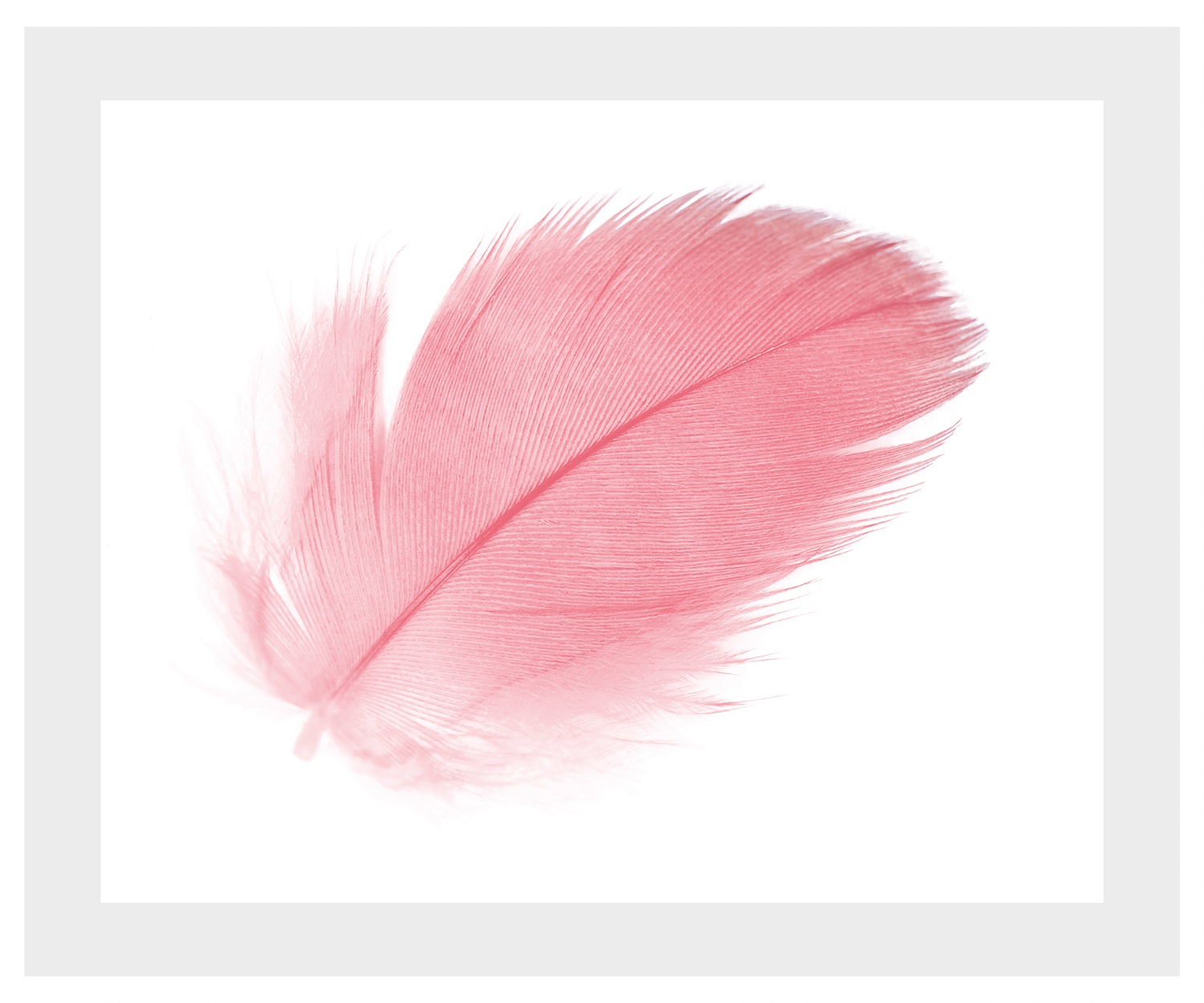 queence Bild »Finja« Federn   Kunst HD Premium Poster-Druck inkl. Holzrahme günstig online kaufen
