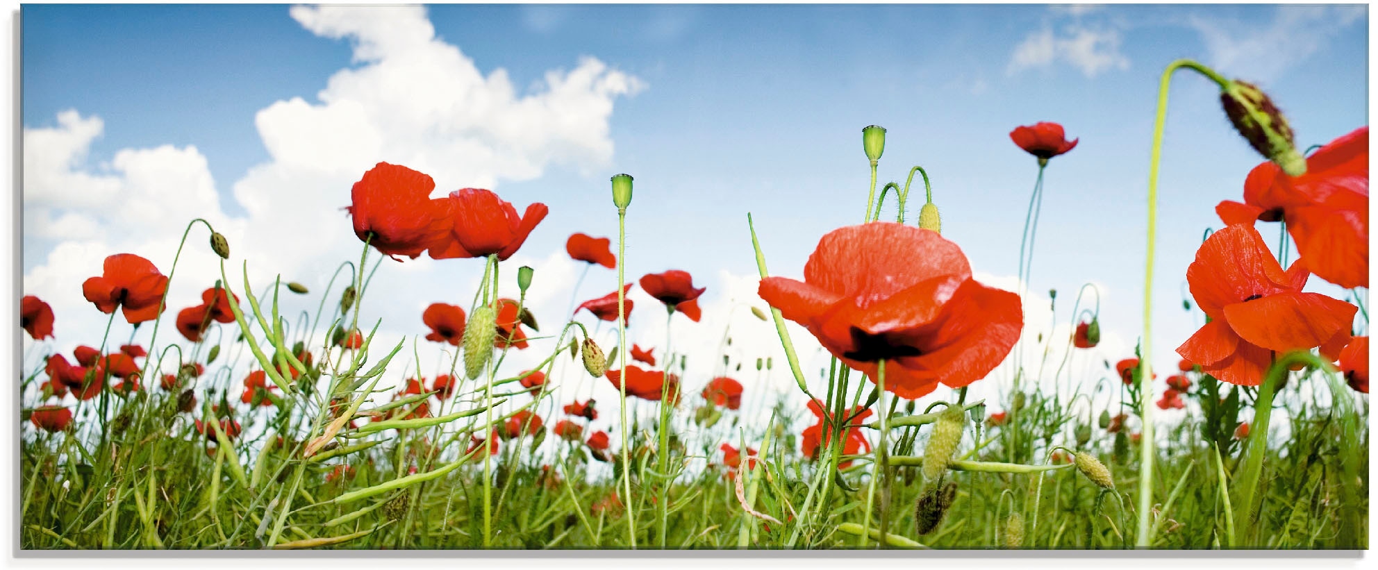 Artland Glasbild »Feld mit Mohnblumen unter Himmel«, Blumenwiese, (1 St.), günstig online kaufen
