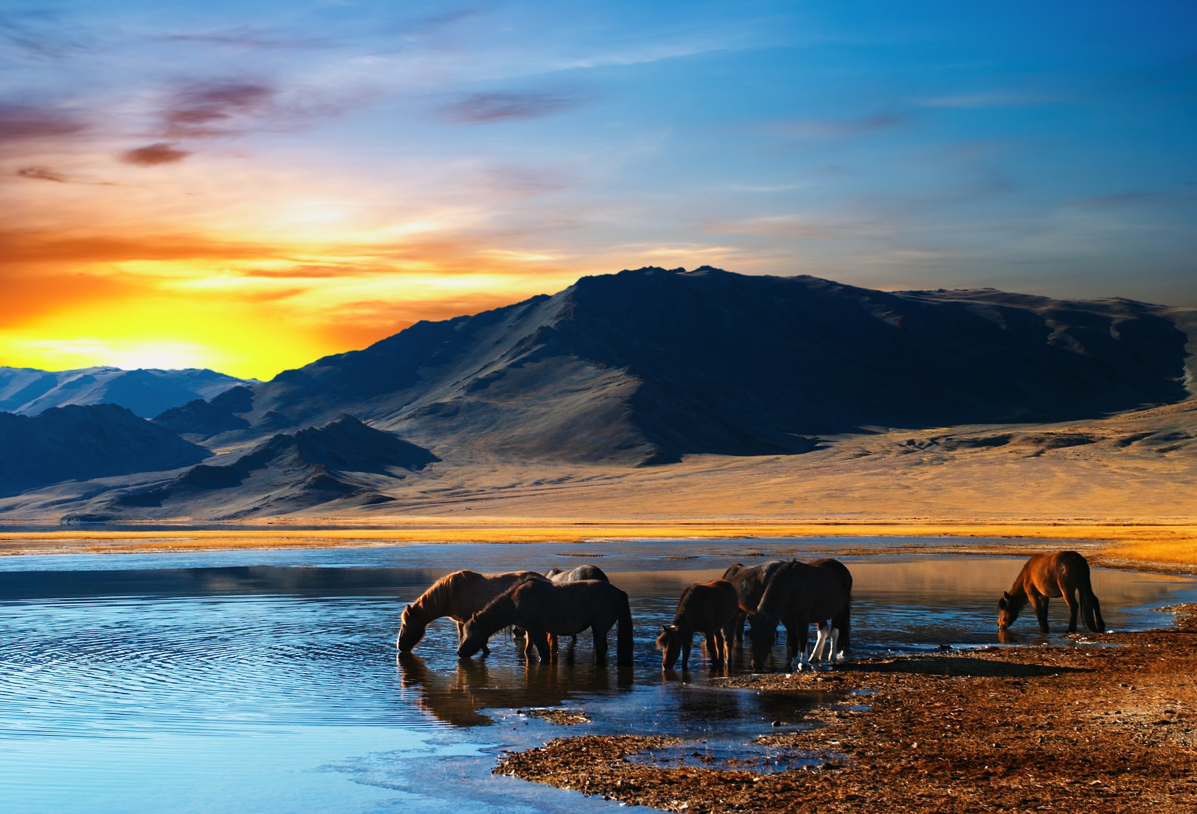 Papermoon Fototapete »Drinking Horses« glatt günstig online kaufen