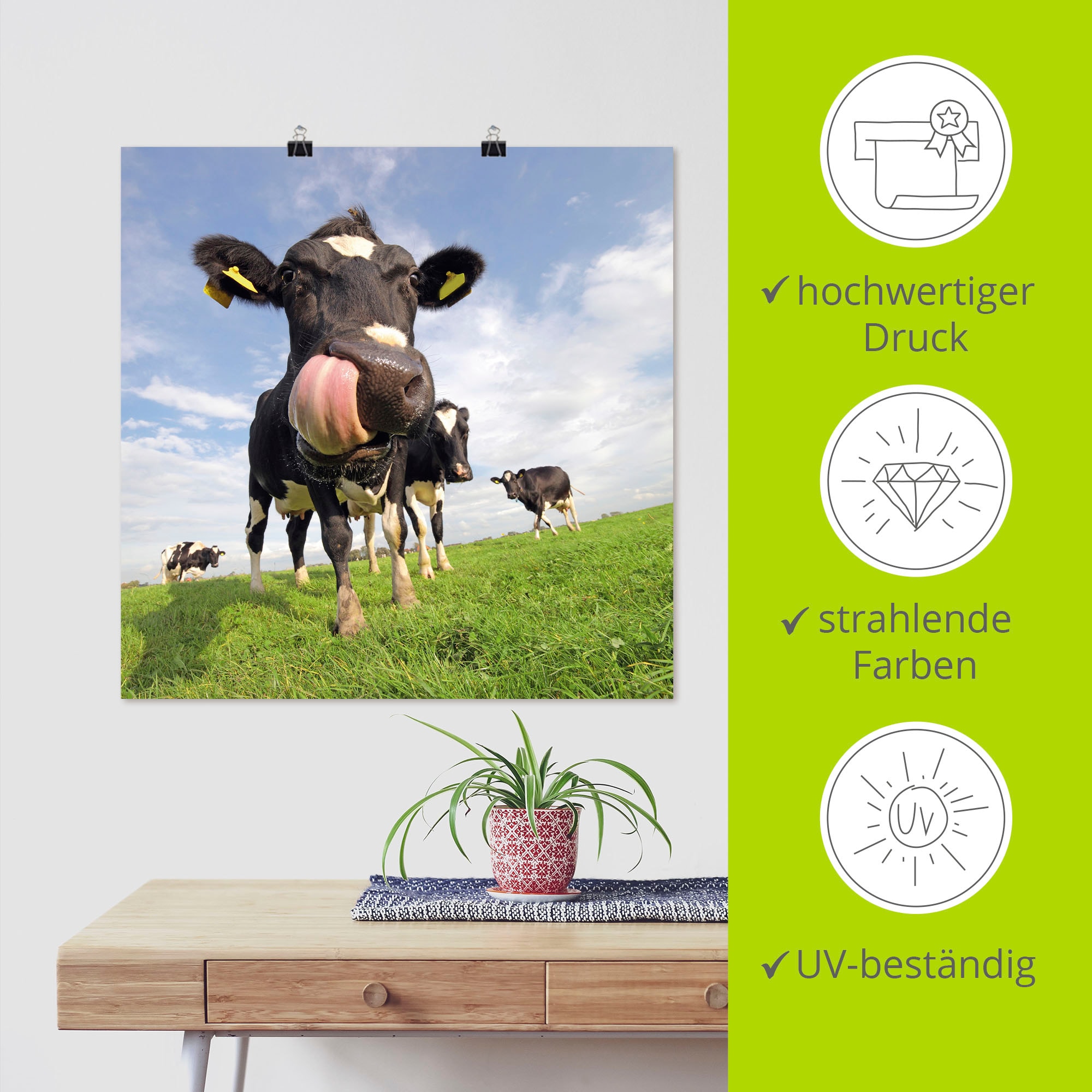 Artland Wandbild »Holstein-Kuh mit gewaltiger Zunge«, Haustiere, (1 St.), als Alubild, Outdoorbild, Leinwandbild, Poster, Wandaufkleber