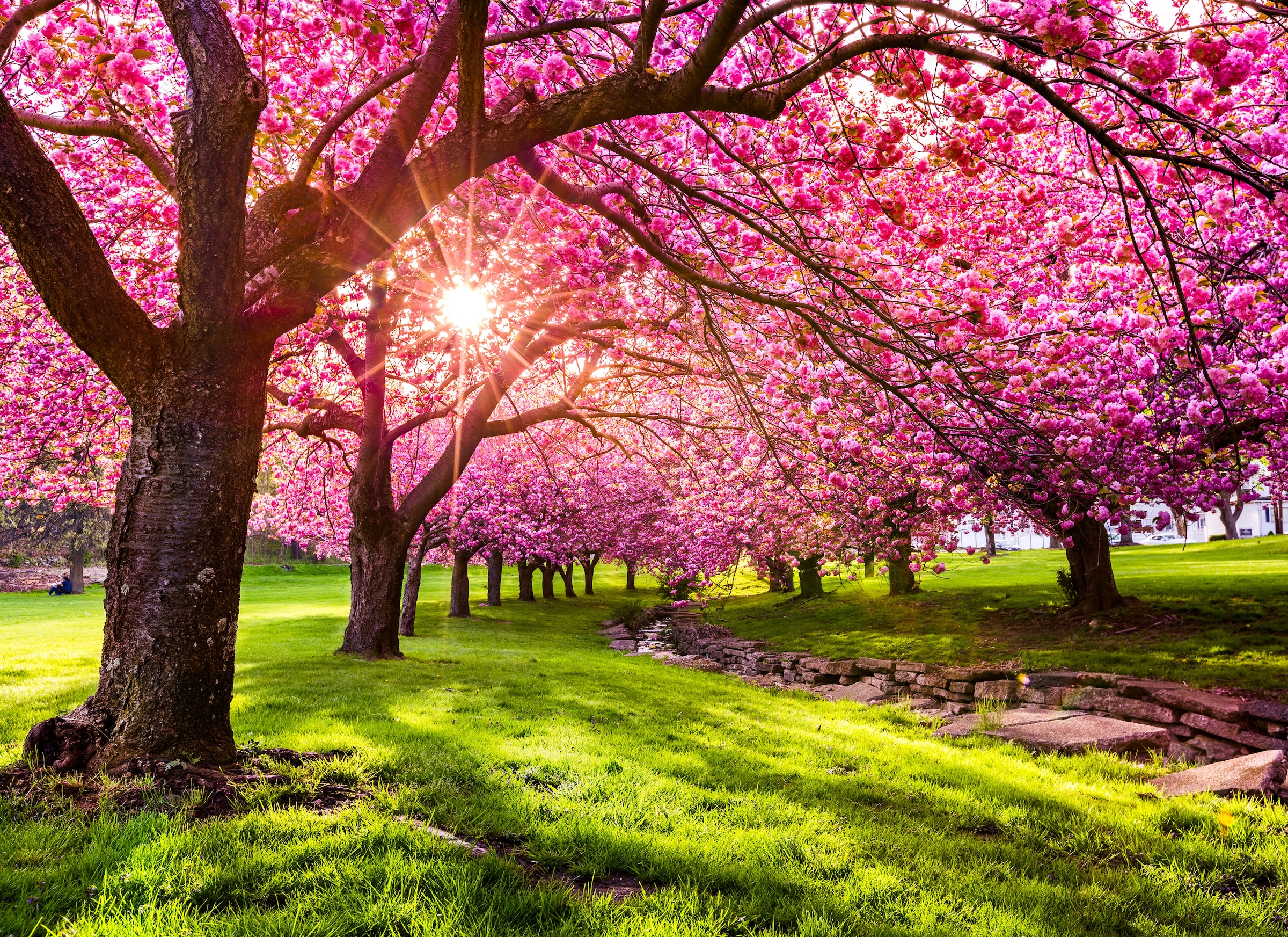 Papermoon Fototapete »Cherry Tree Blossom« glatt günstig online kaufen