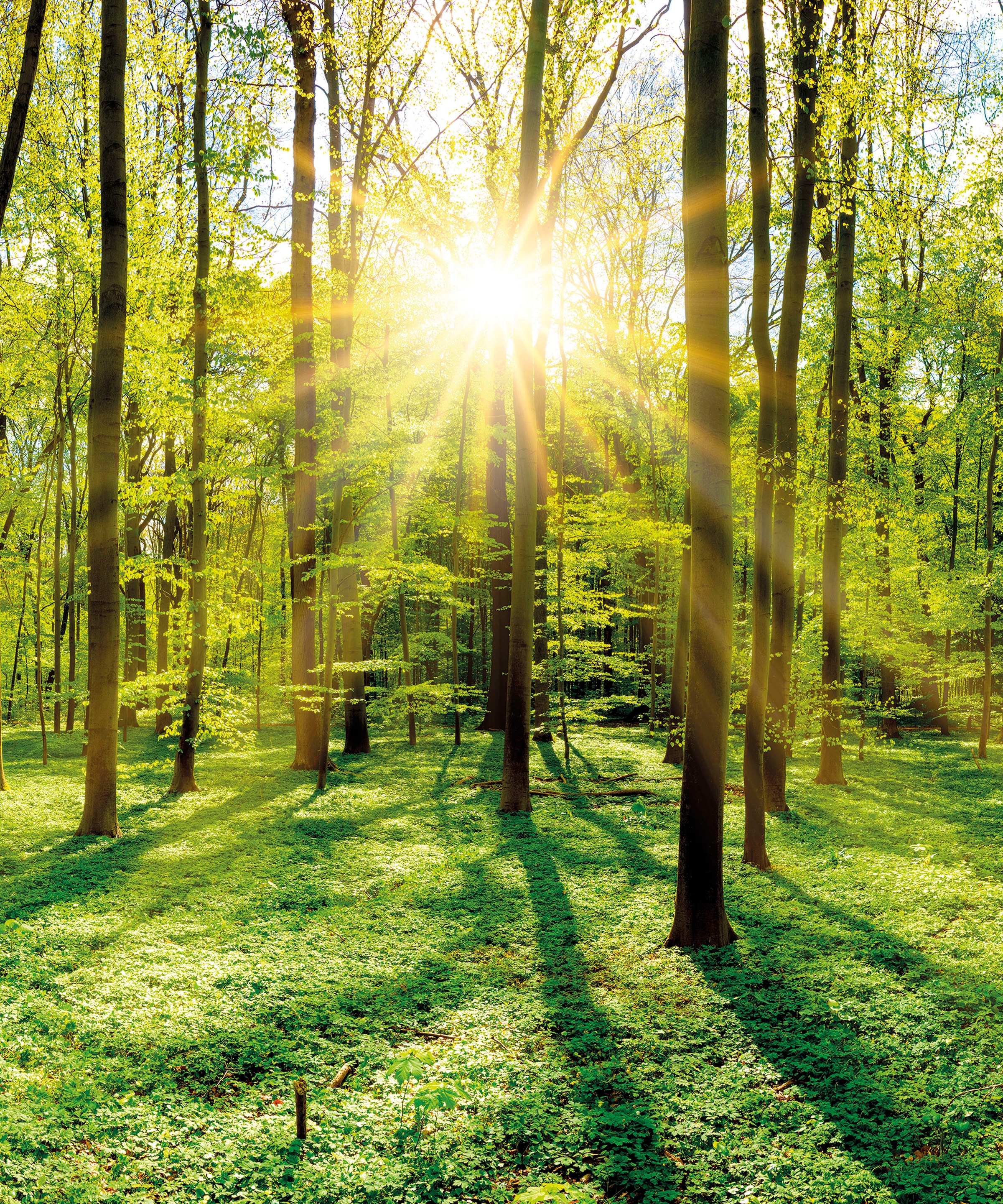 Marmony Infrarotheizung »Motiv Wald«, BxHxT: 50x60x2 cm, mit Fernbedienung und Timer