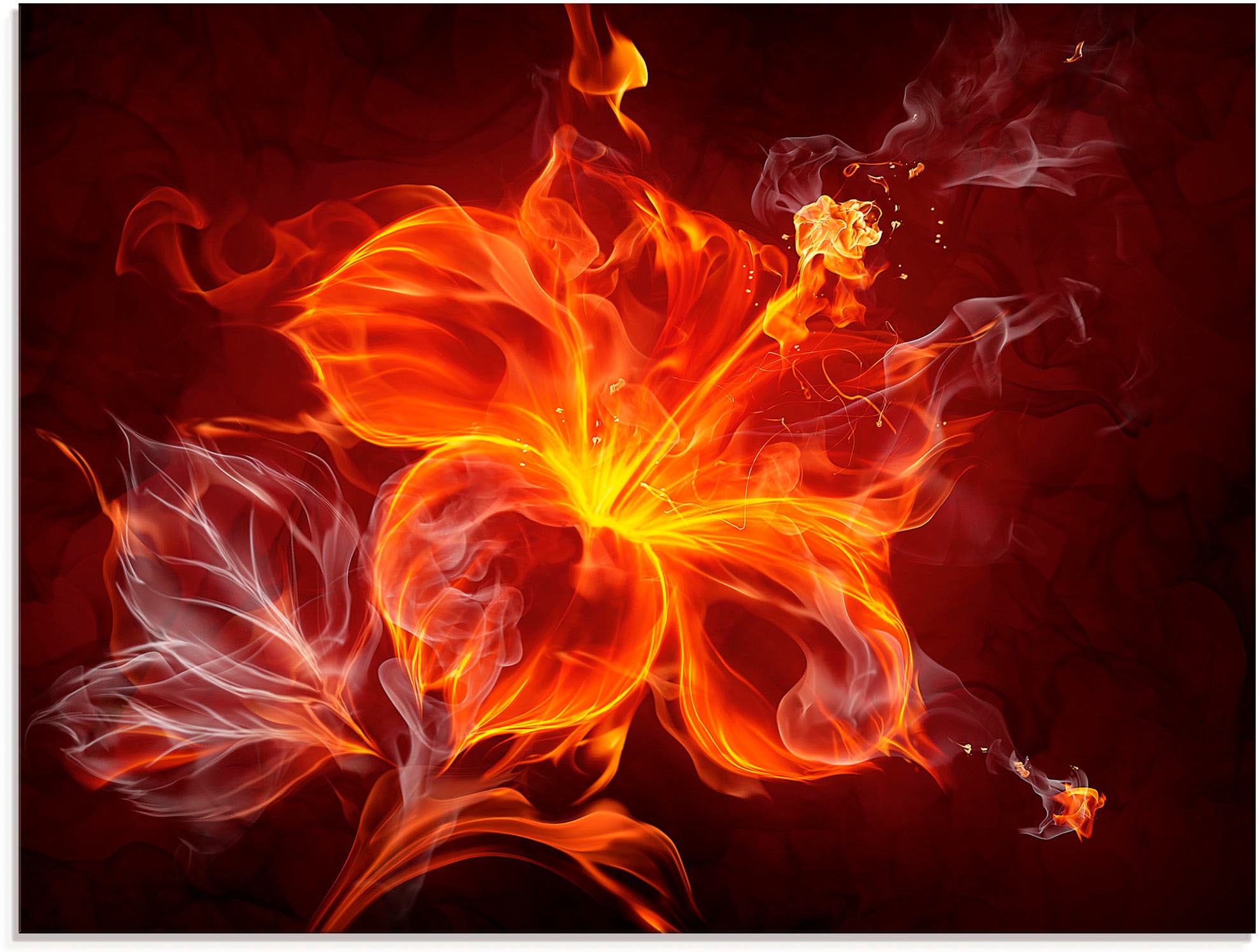 Artland Glasbild "Feuerblume", Blumen, (1 St.), in verschiedenen Größen günstig online kaufen