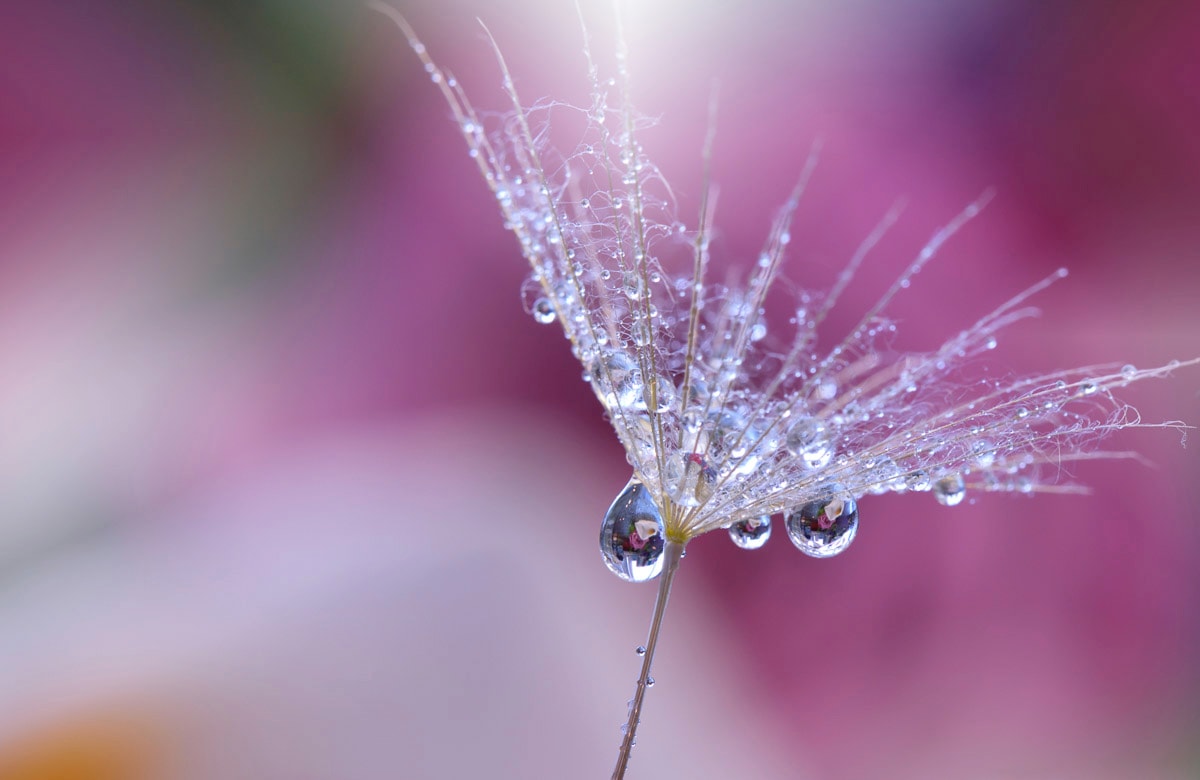 Papermoon Fototapete »PUSTEBLUME-LÖWENZAHN ABSTRAKT TROPFEN MAKRO FANTASIE« günstig online kaufen