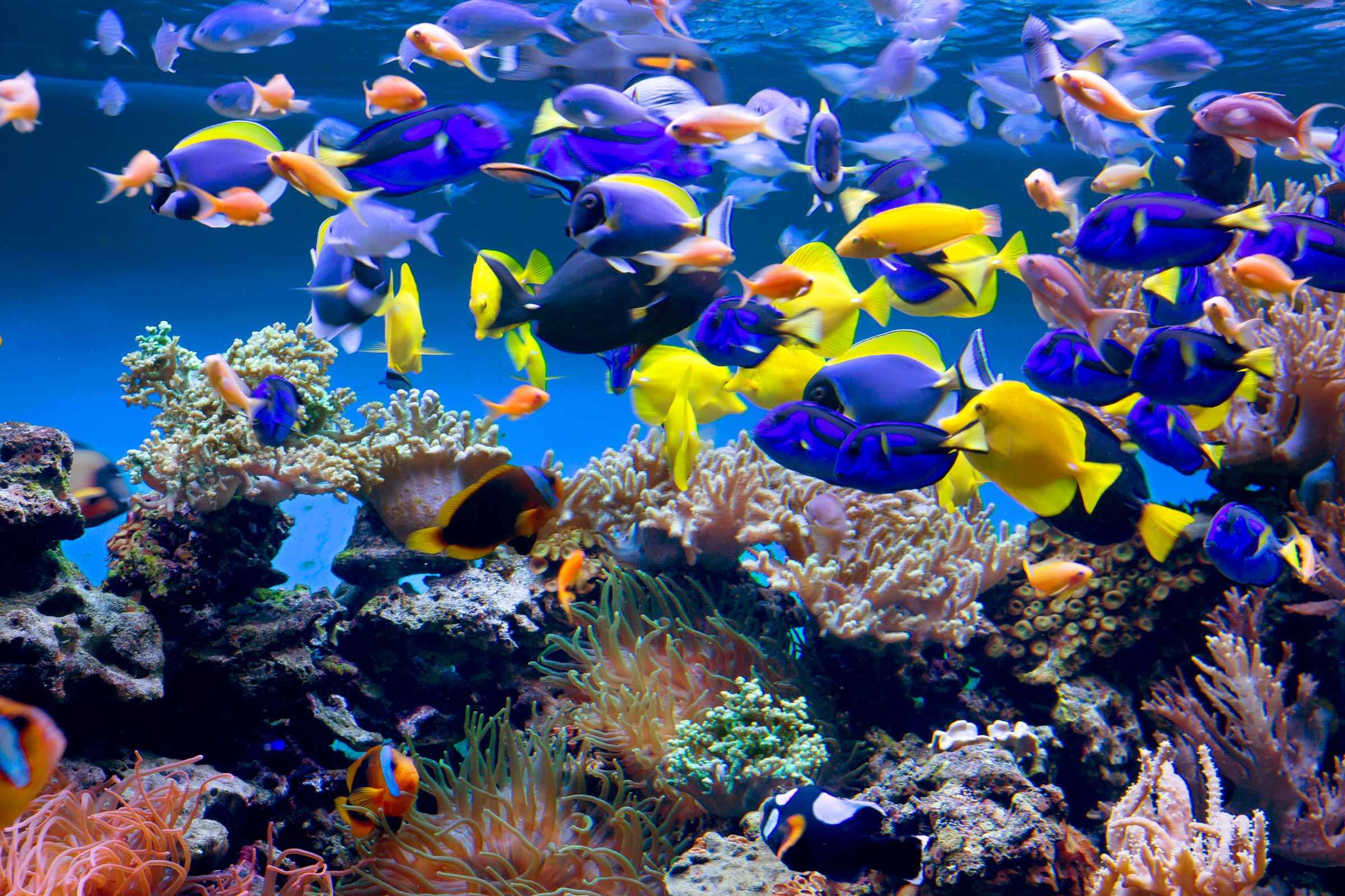 Papermoon Fototapete »Aquarium« glatt günstig online kaufen