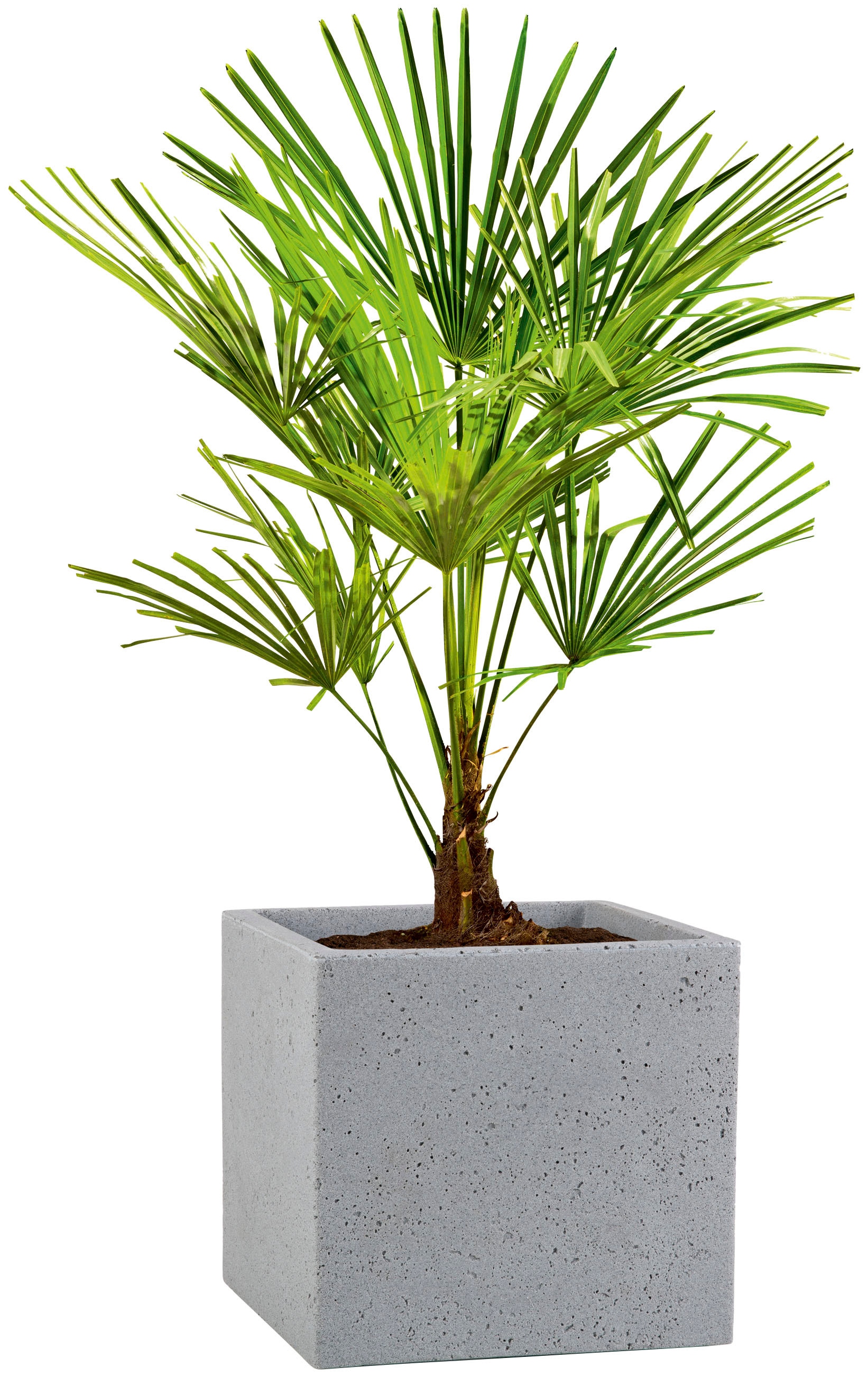 Scheurich Blumentopf »30/240 C-CUBE«