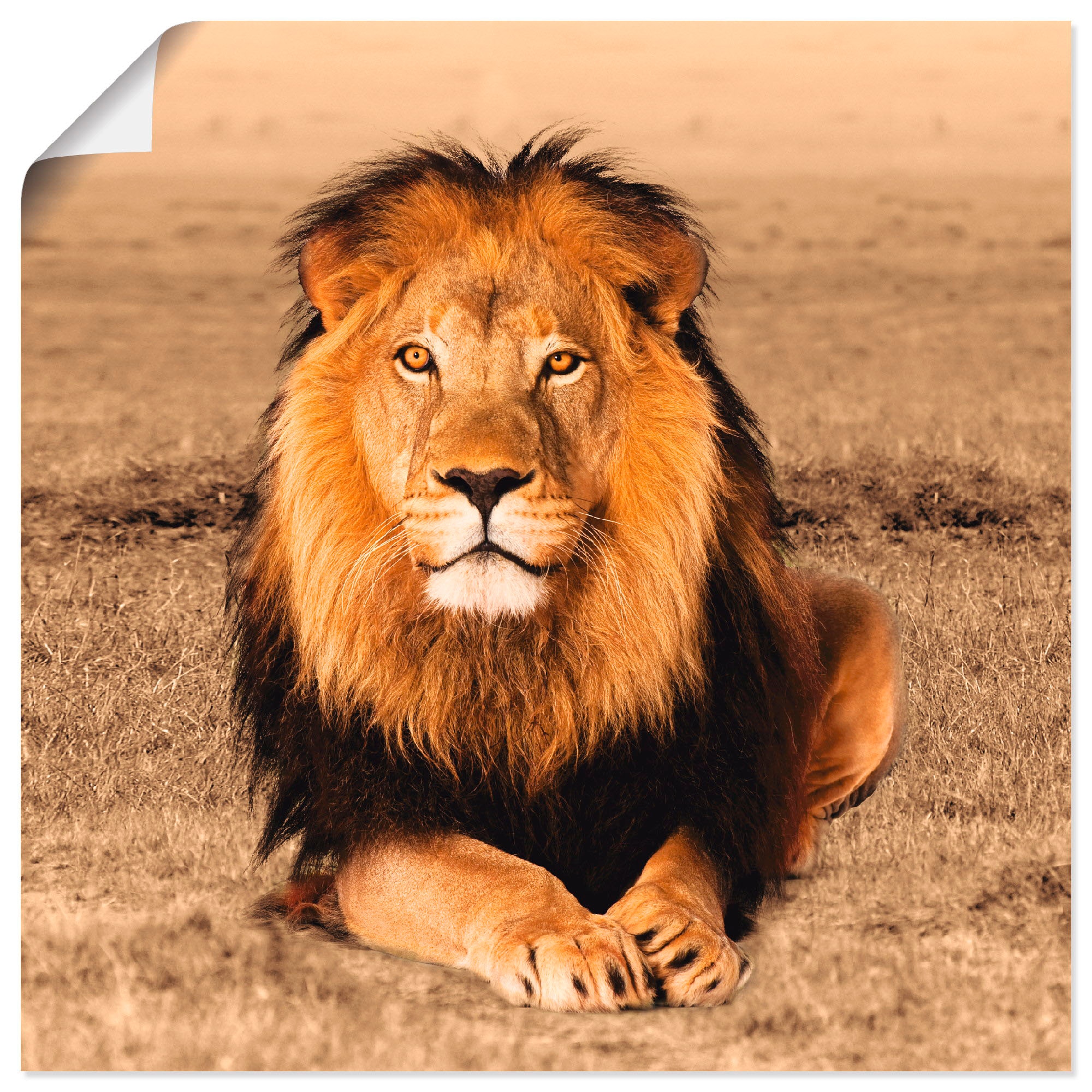 Artland Wandbild »Löwe«, Wildtiere, (1 St.), auf Leinwandbild, Alubild, als bestellen oder Raten in Größen versch. Poster Wandaufkleber