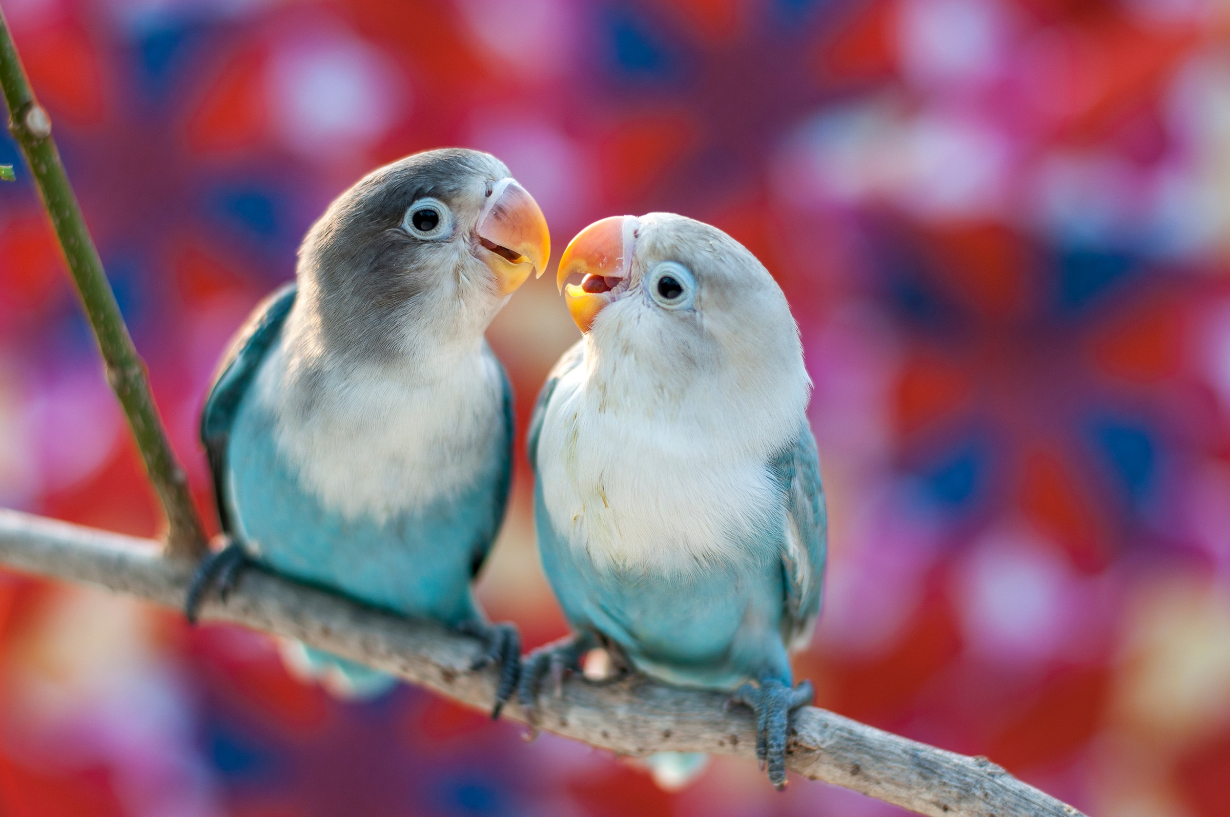 Papermoon Fototapete »Love Birds« günstig online kaufen