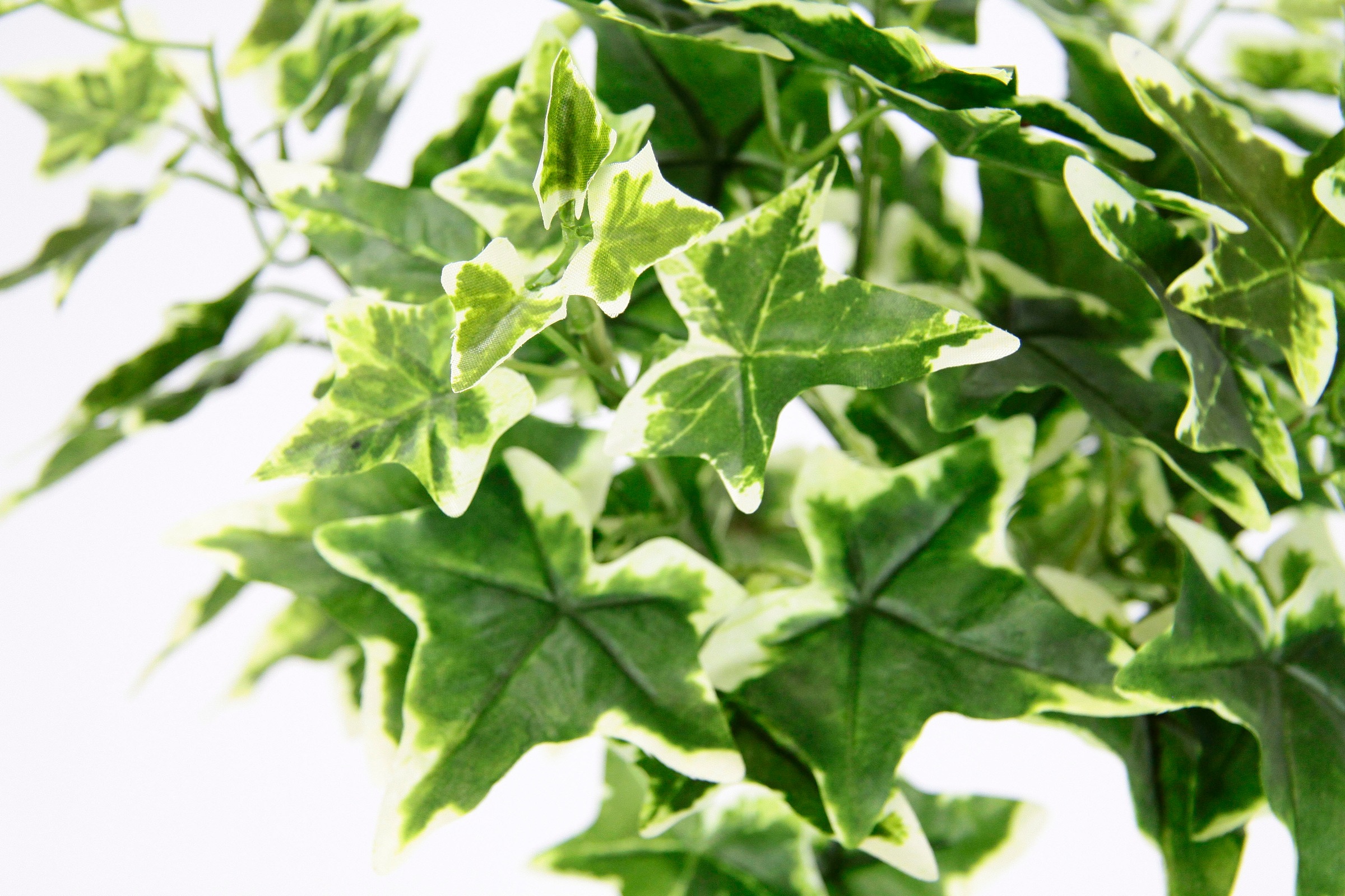 I.GE.A. Kunstpflanze »Efeu« Efeuranke