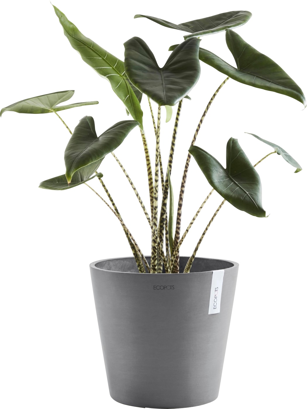 ECOPOTS Blumentopf »AMSTERDAM Grey«, BxTxH: 40x40x35 cm, mit Wasserreservoir