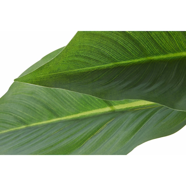 I.GE.A. Kunstpflanze »Strelitzienpflanze in Wasserhyazinthentopf« auf Raten  bestellen