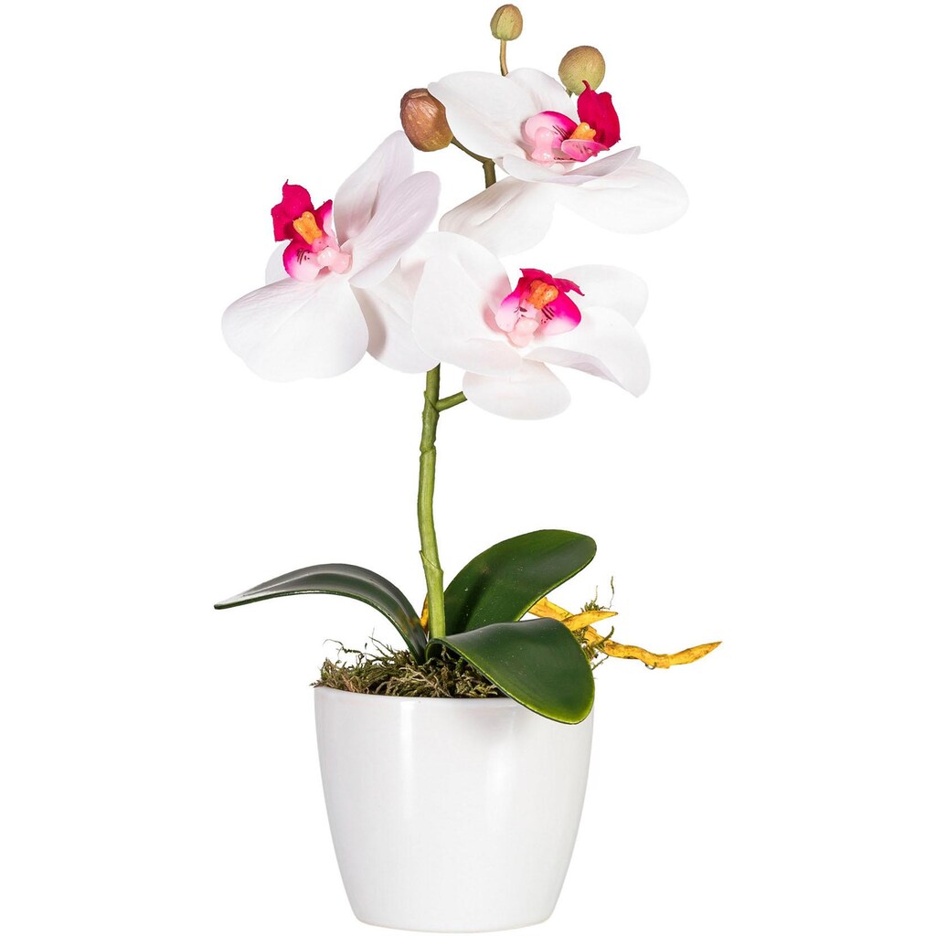 Creativ green Kunstpflanze »Phalaenopsis«