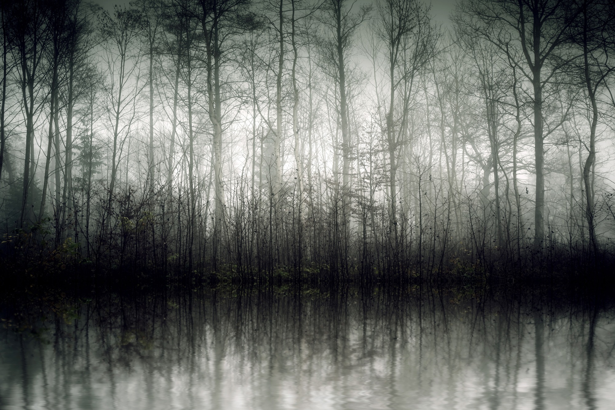queence Leinwandbild »Der Nebel«, Bäume-Baumbilder-Kunst, (1 St.), Akustikb günstig online kaufen