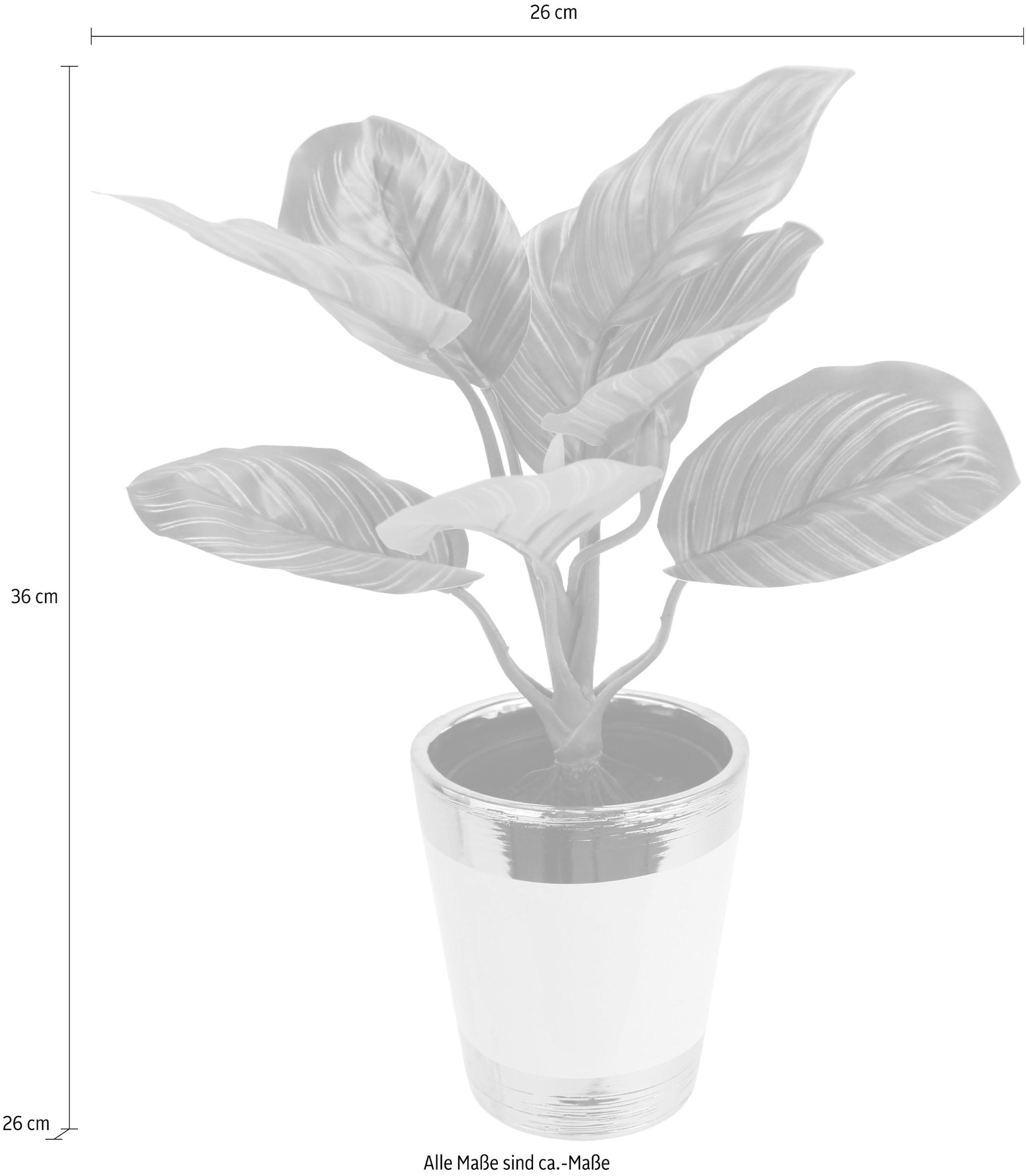 I.GE.A. Kunstpflanze »Maranthuspflanze im Topf«