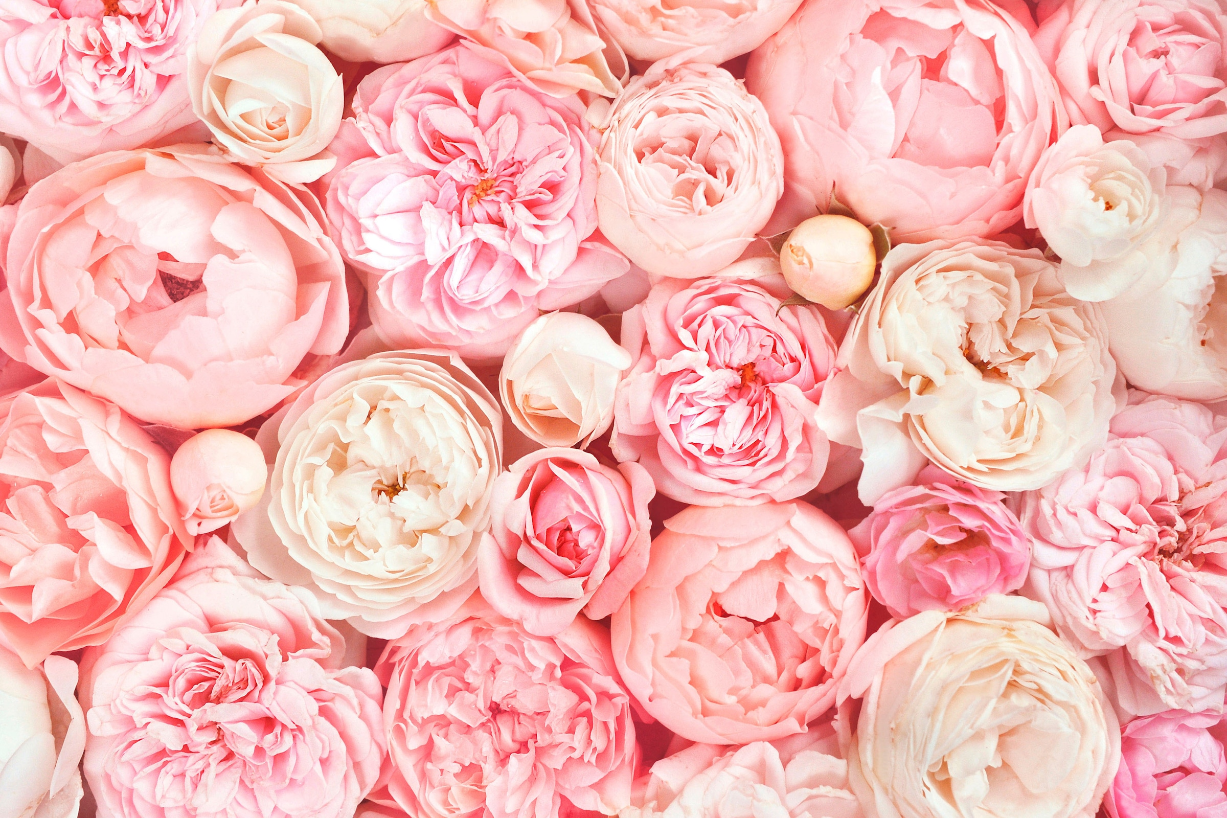A.S. Création Leinwandbild »Roses«, Kunst-Blumen-Kinder, (1 St.), Romantische Rosen Rosenbild Keilrahmen Leinwand-Bild Wohnzimmer modern