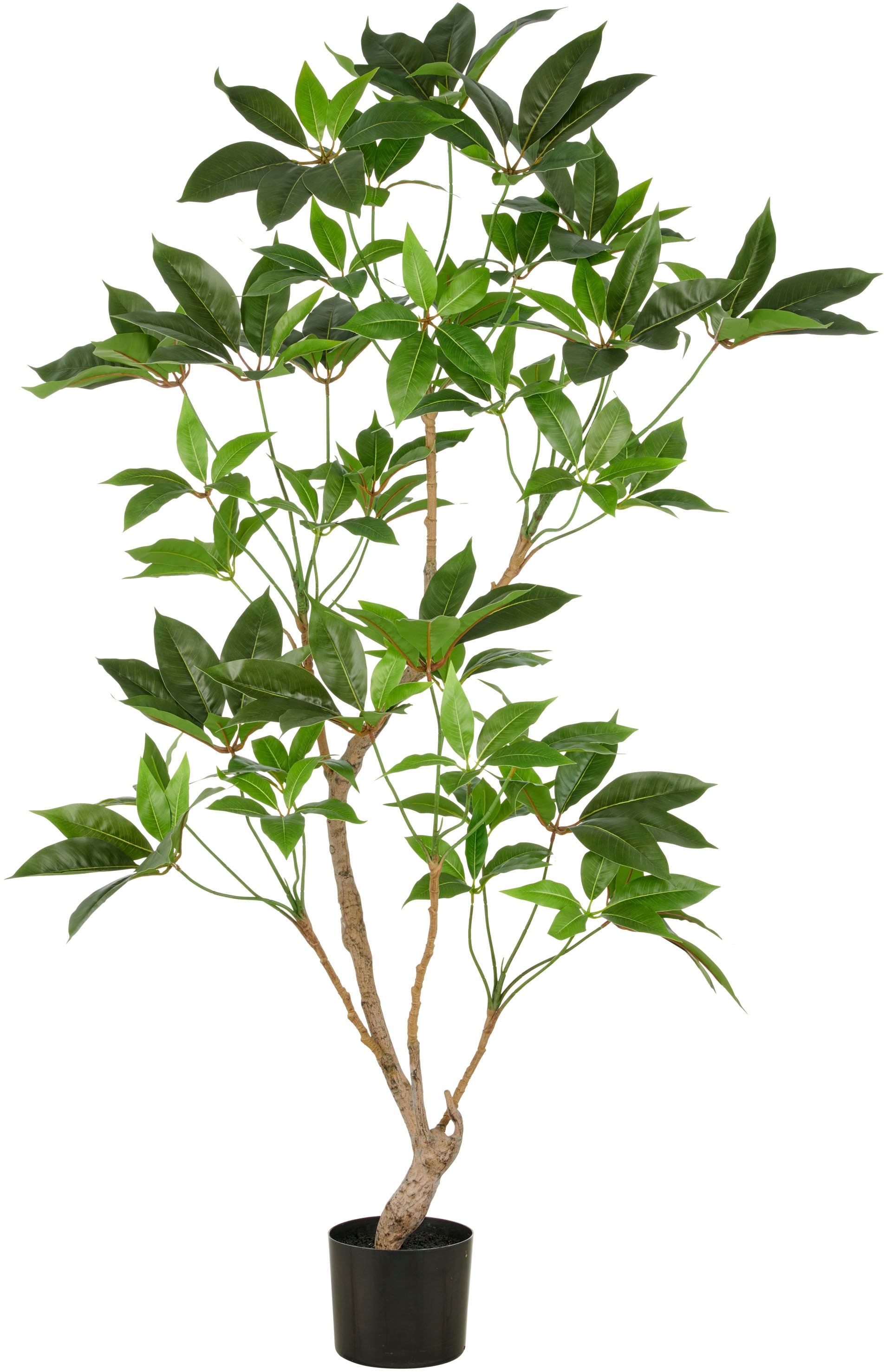 Creativ green Kunstbaum »Zimmeraralie« mit naturgetreuer Gestaltung günstig online kaufen