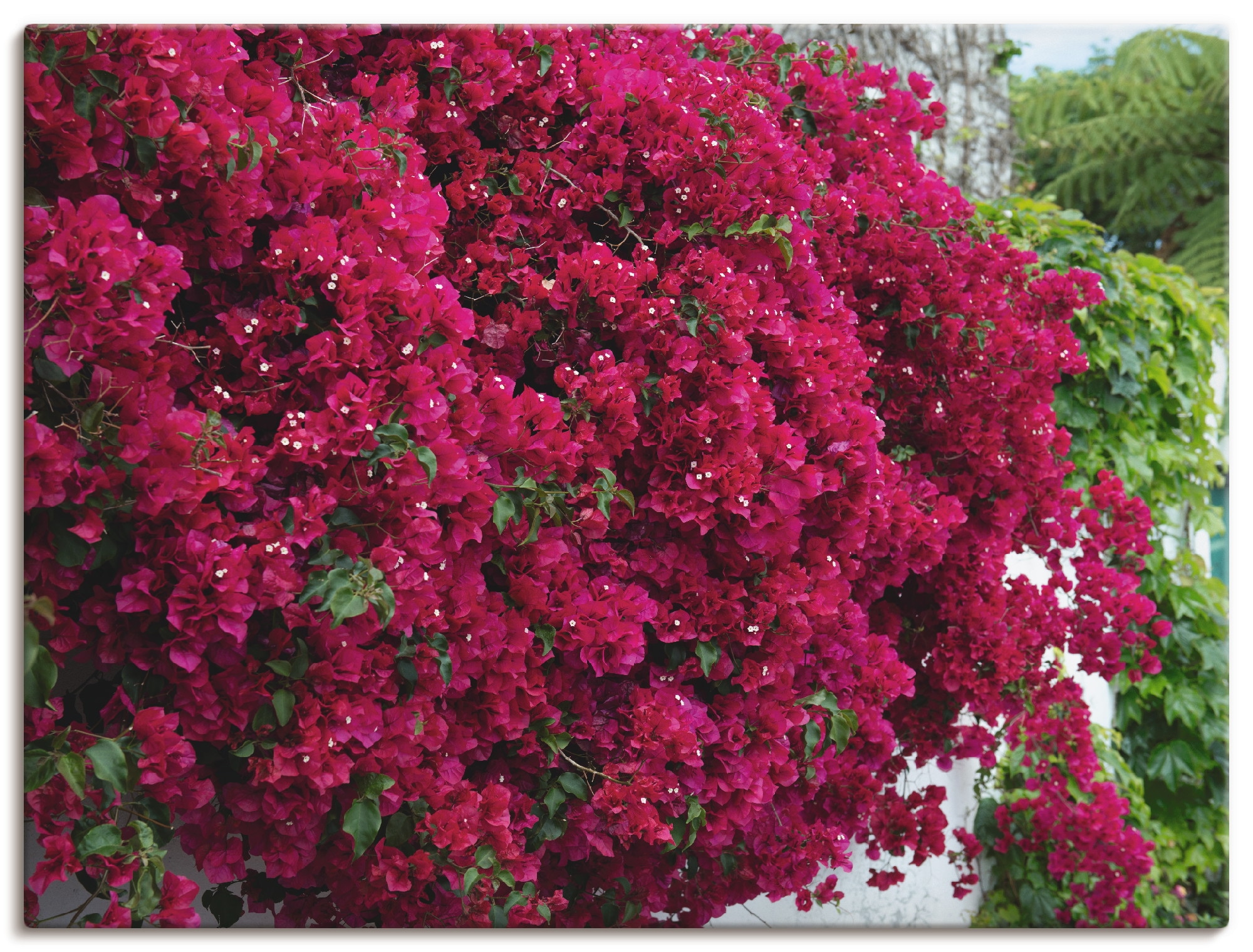Artland Leinwandbild »Blumen«, Blumen, (1 St.), auf Keilrahmen gespannt