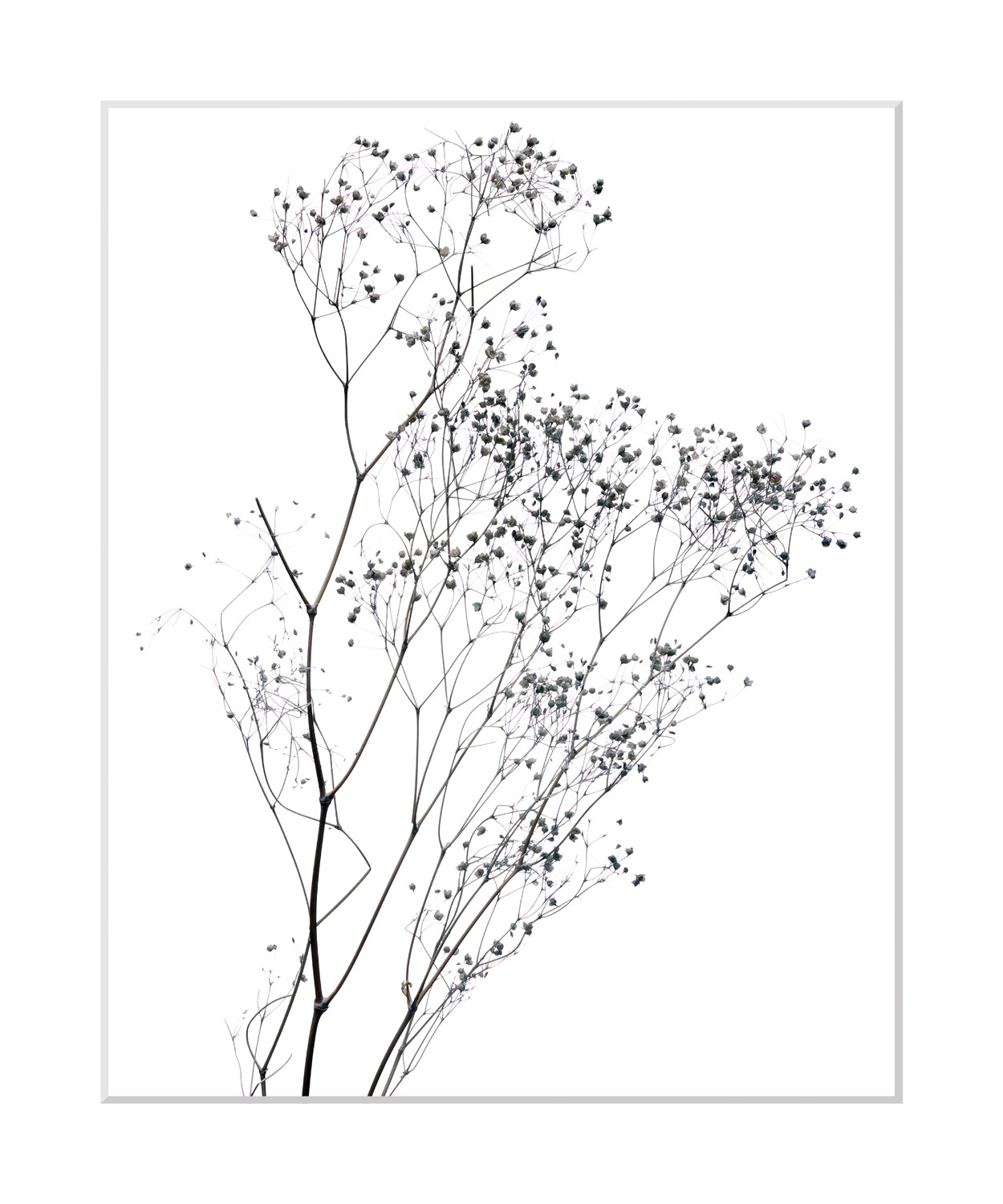 queence Bild »Dana«, Blumen, gerahmt, Blumen günstig online kaufen