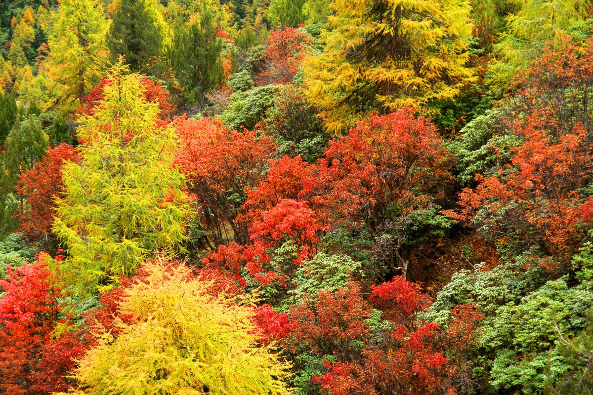 Papermoon Fototapete »Herbst Wald« günstig online kaufen