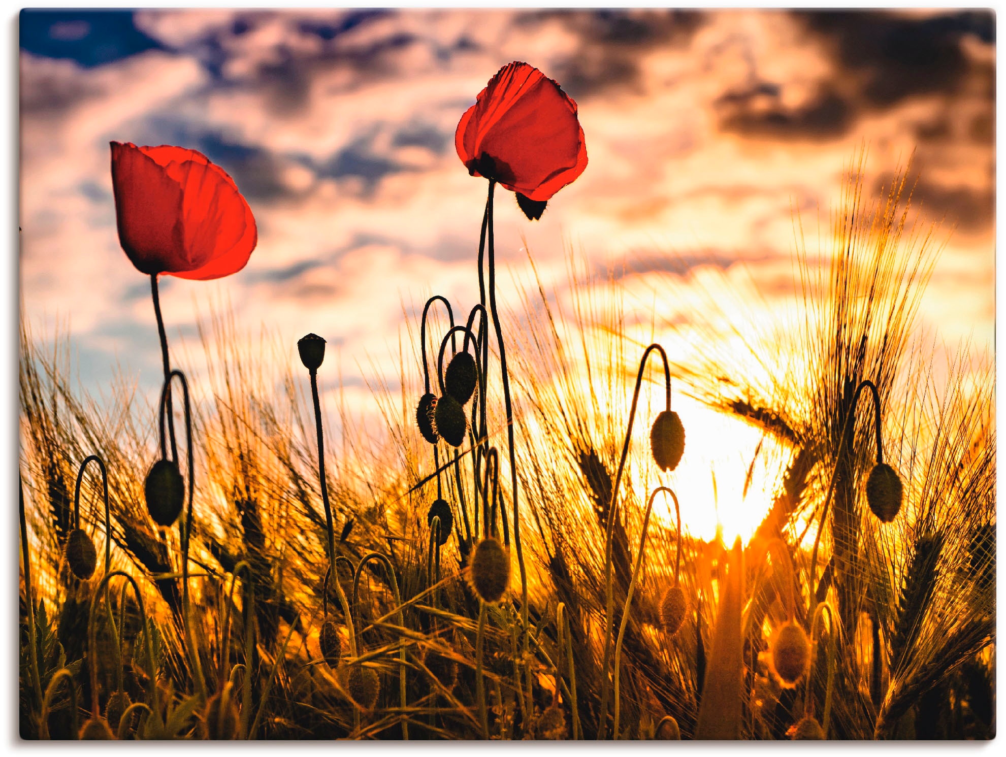 Artland Wandbild "Mohnblumen im Sonnenuntergang", Blumen, (1 St.), als Alub günstig online kaufen