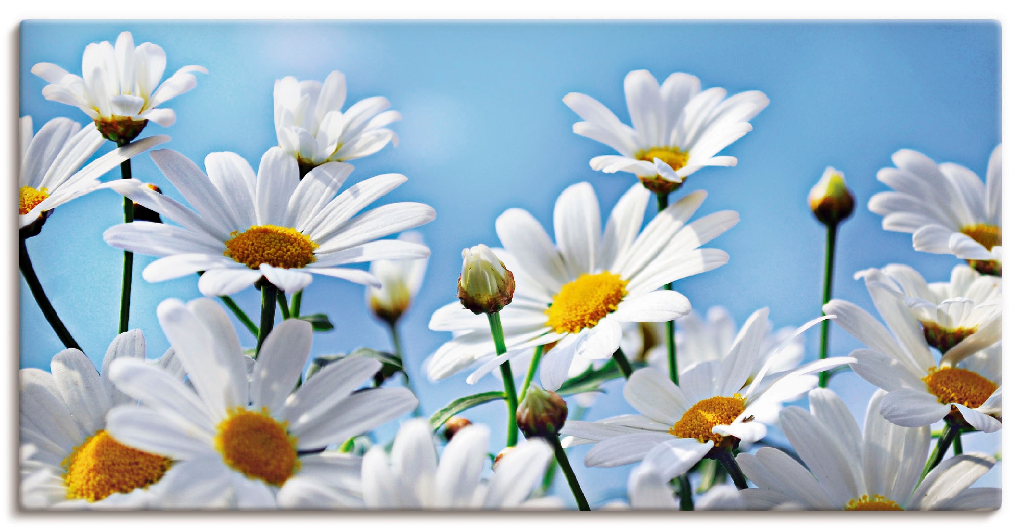 Artland Wandbild »Blumen - Margeriten«, Blumen, (1 St.), als Alubild, Outdo günstig online kaufen