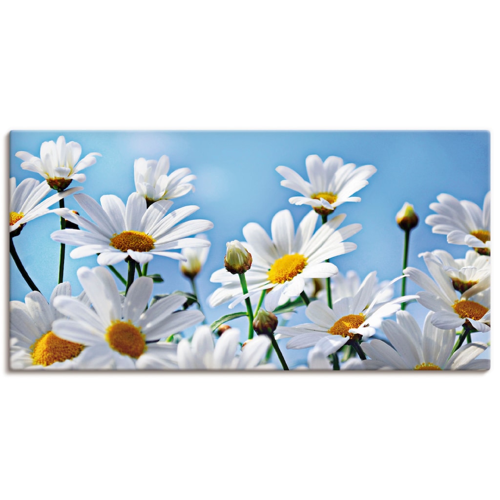 Artland Wandbild »Blumen - Margeriten«, Blumen, (1 St.)