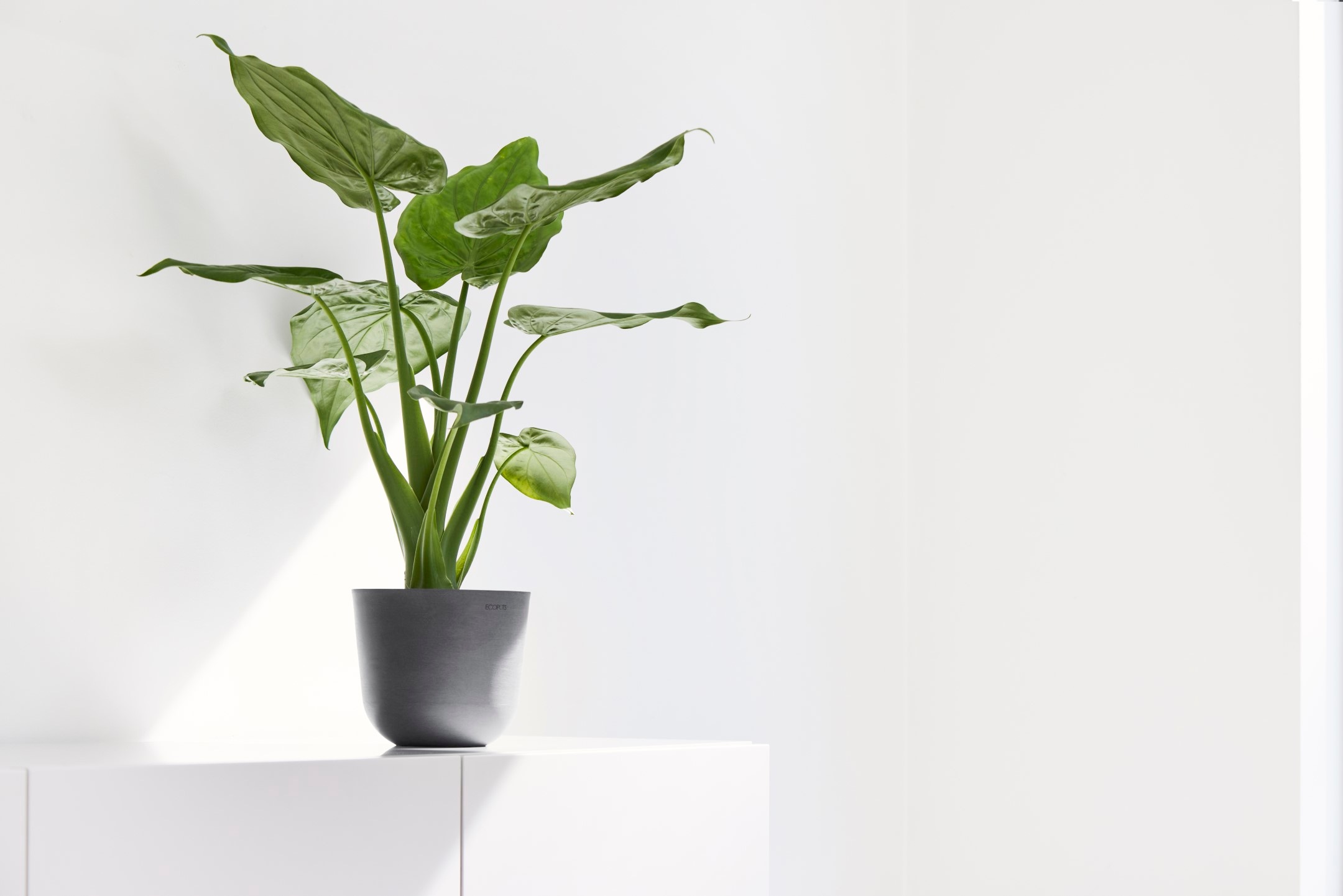 ECOPOTS Blumentopf »Oslo Mini 16 Grau« für den Innenbereich