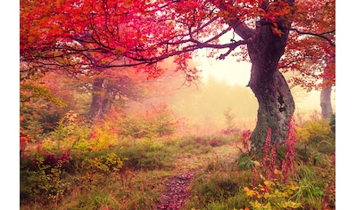 Fototapete »Autumn Trees«