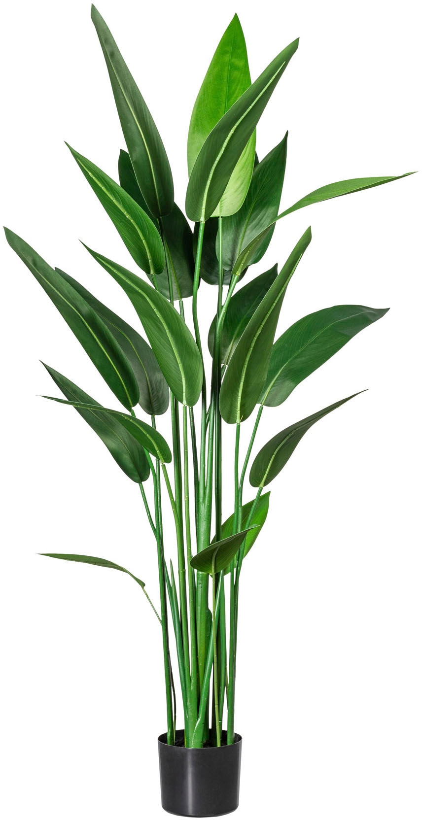 Künstliche Zimmerpflanze Wassercanna Wassercanna, Creativ green, günstig online kaufen