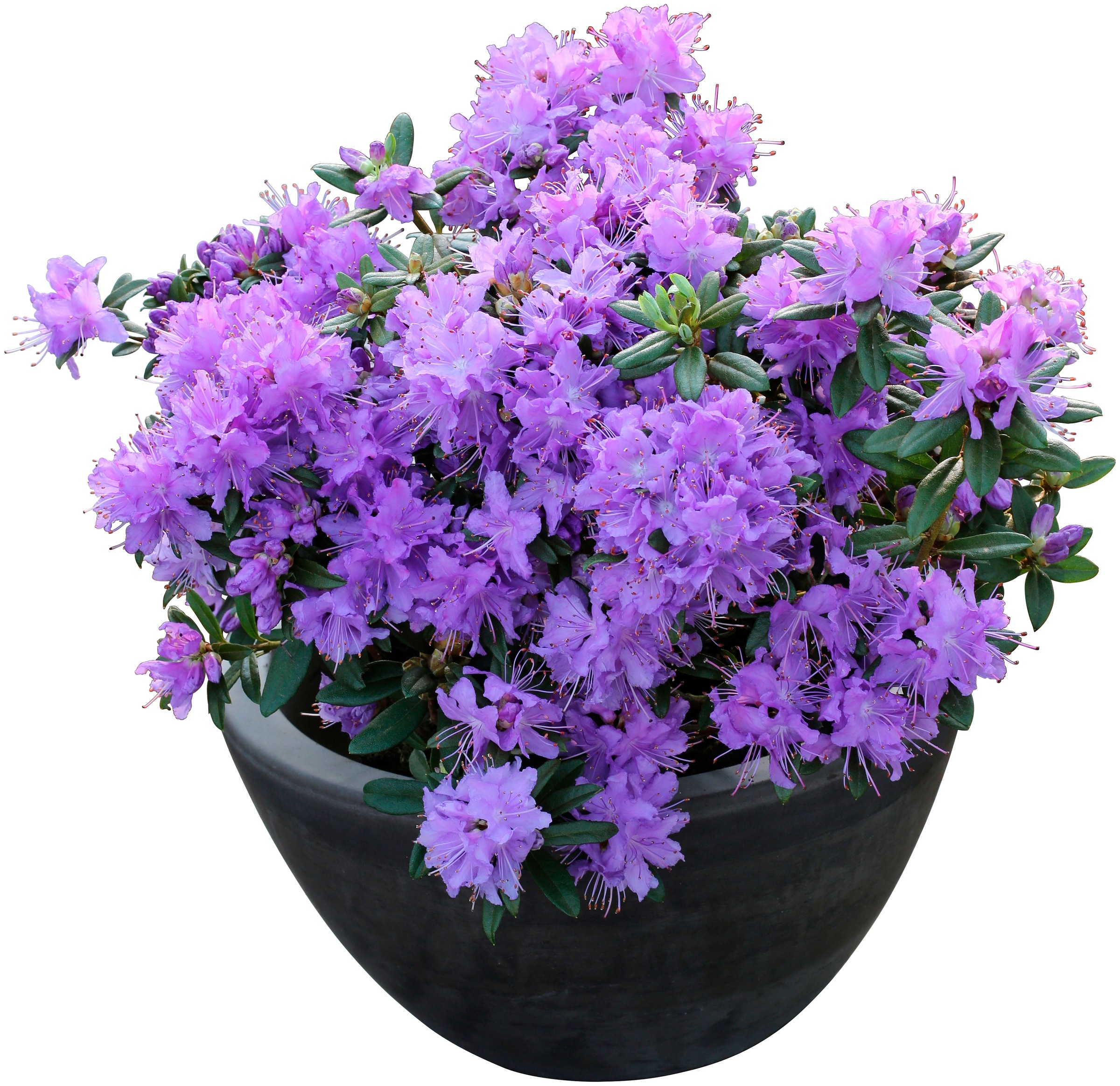 BCM Hecken »Zwerg-Rhododendron 'Luisella'«, (1 St.), Höhe: 20 cm, 1 Pflanze