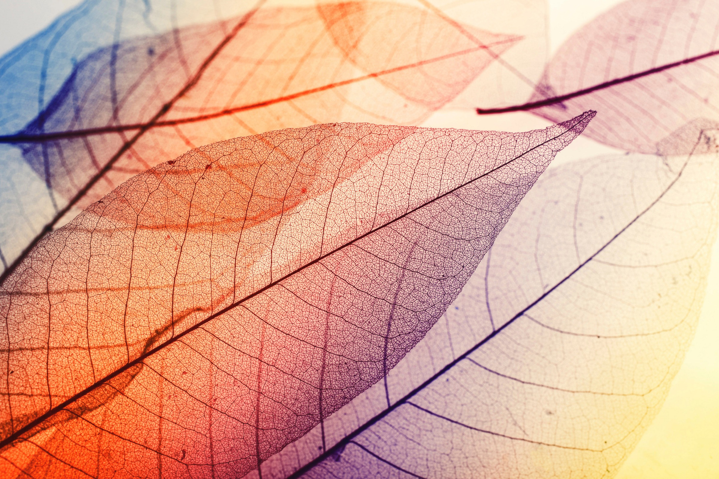 A.S. Création Leinwandbild »Limpid Leaf«, Kunst-Natur-Kinder, (1 St.), Keilrahmen Moderne Blätter Bunt Leinwand-Bild Wohnzimmer modern Kinder