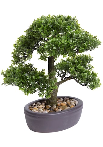 Botanic-Haus Kunstbonsai »Ficus Bonsai«, (1 St.) kaufen