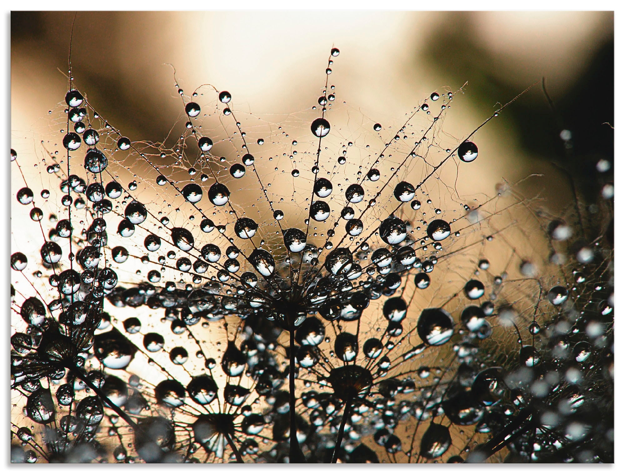 Artland Wandbild »Nasser Löwenzahn« Blumen 1 Stk. tlg. als Alubild, Outdoor günstig online kaufen