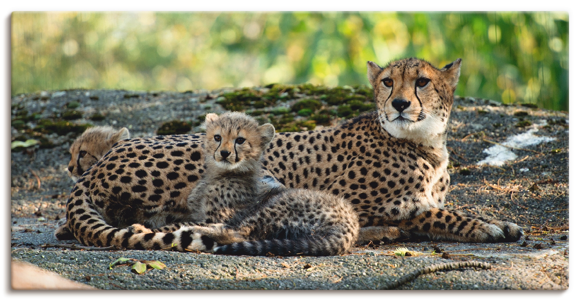 Artland Wandbild »Gepard 2« Wildtiere 1 Stk. tlg. als Leinwandbild, Poster, günstig online kaufen