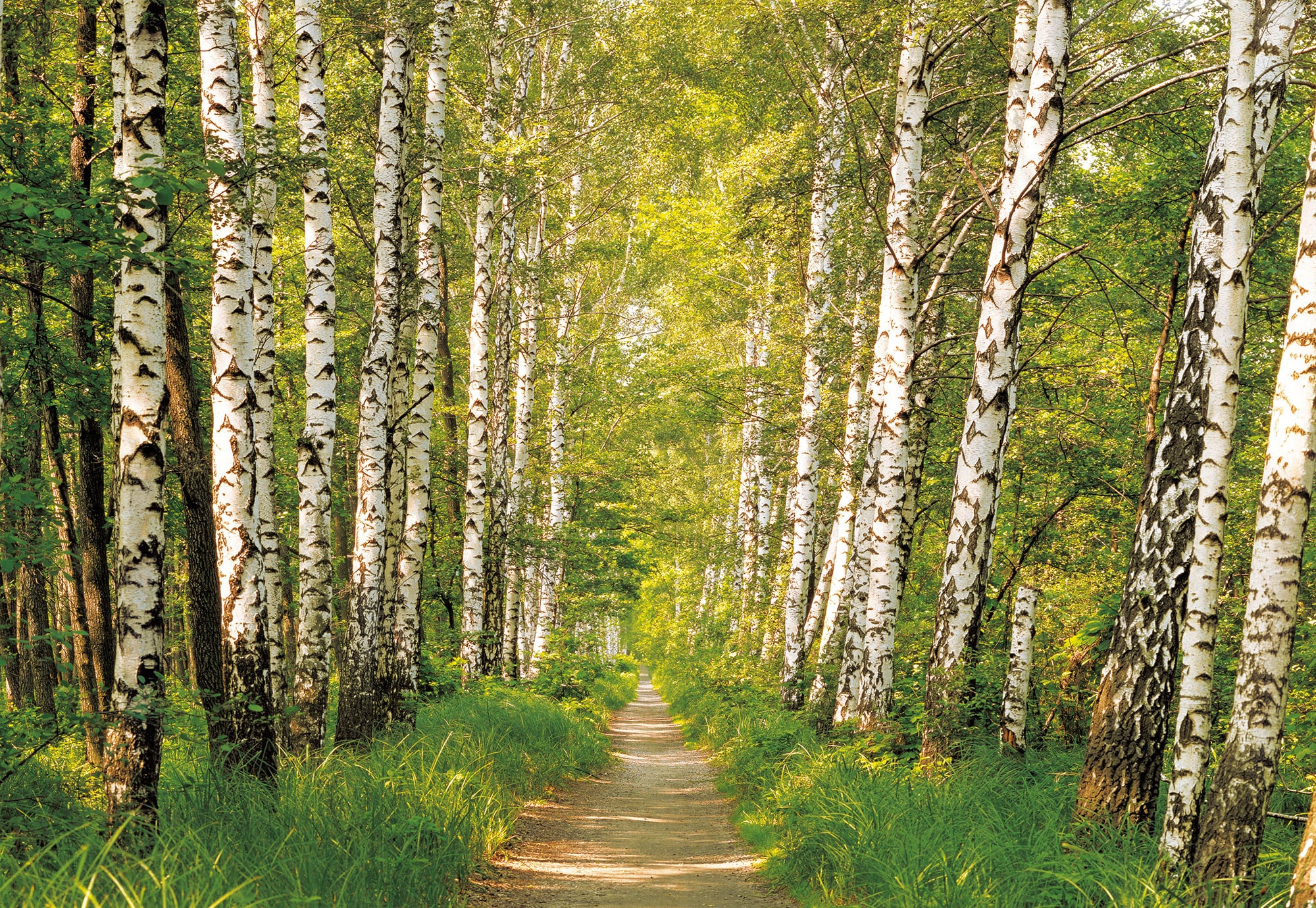 Komar Fototapete »Fototapete«, bedruckt, Fototapete - Birkenwald - Größe 36 günstig online kaufen