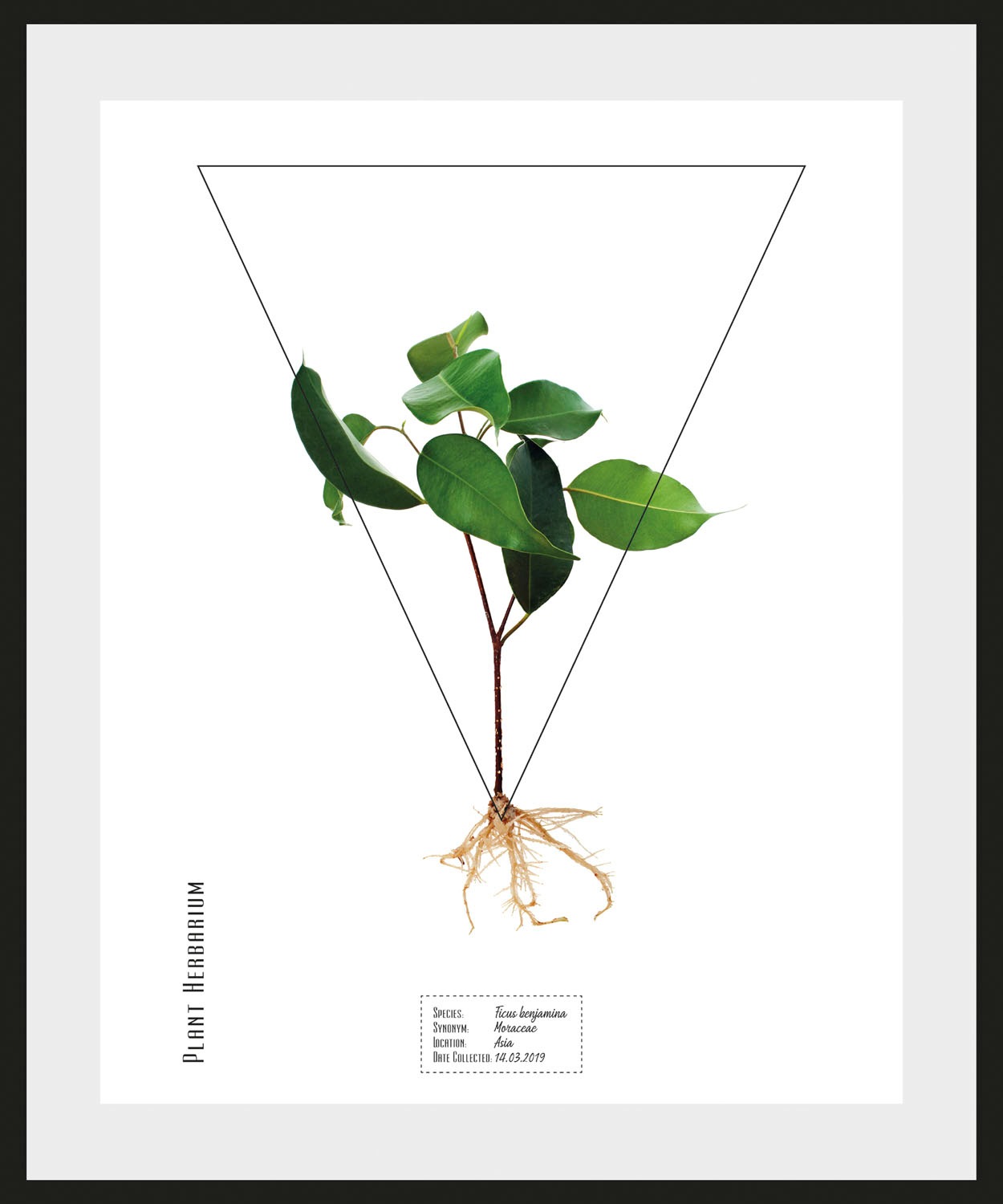 queence Bild »Ficus benjamina« 1 Stk. tlg. günstig online kaufen