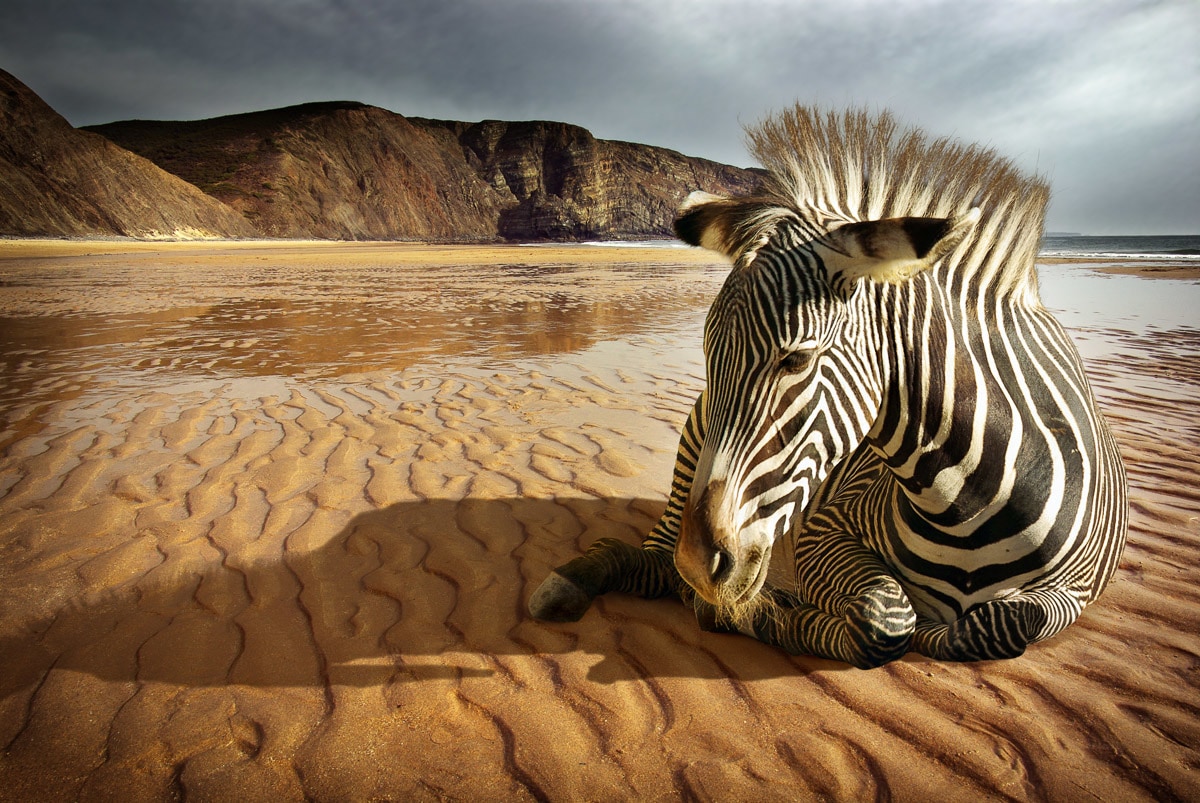 Papermoon Fototapete »Strandzebra« günstig online kaufen