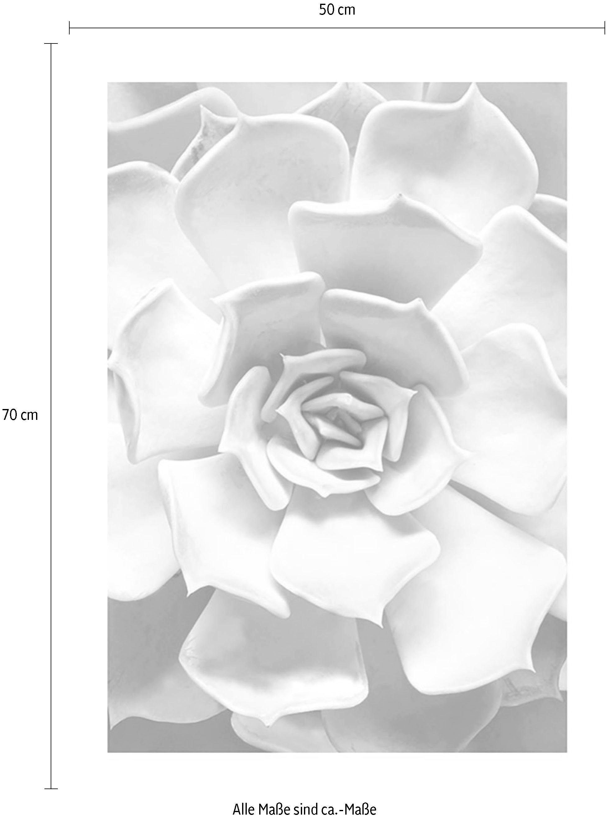 Komar Bild »Succulent Closeup«, Pflanzen-Blätter, (1 St.), Wandbild zur Dekoration - ohne Rahmen