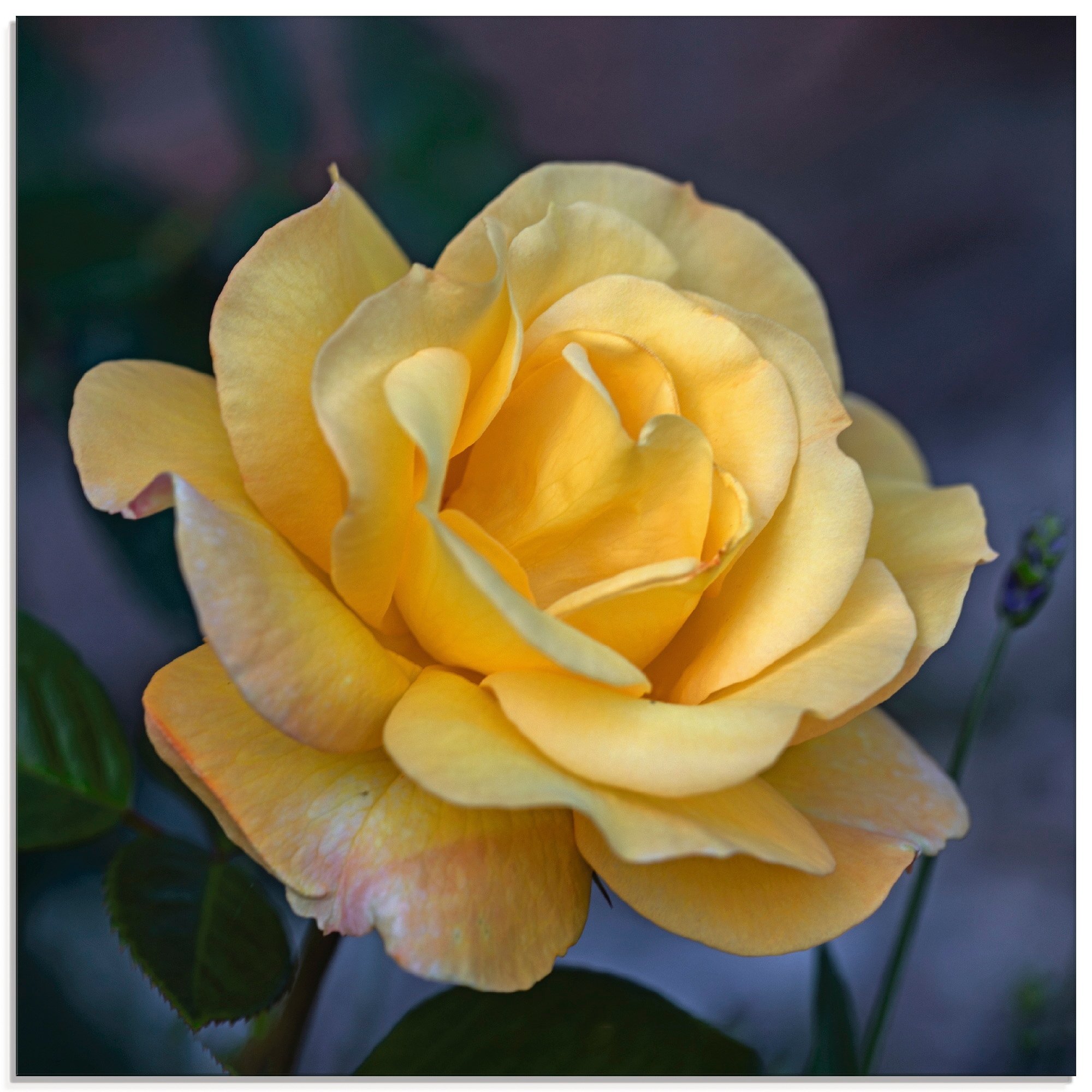Artland Glasbild »Gelbe Rose«, Blumen, (1 St.), in verschiedenen Größen günstig online kaufen